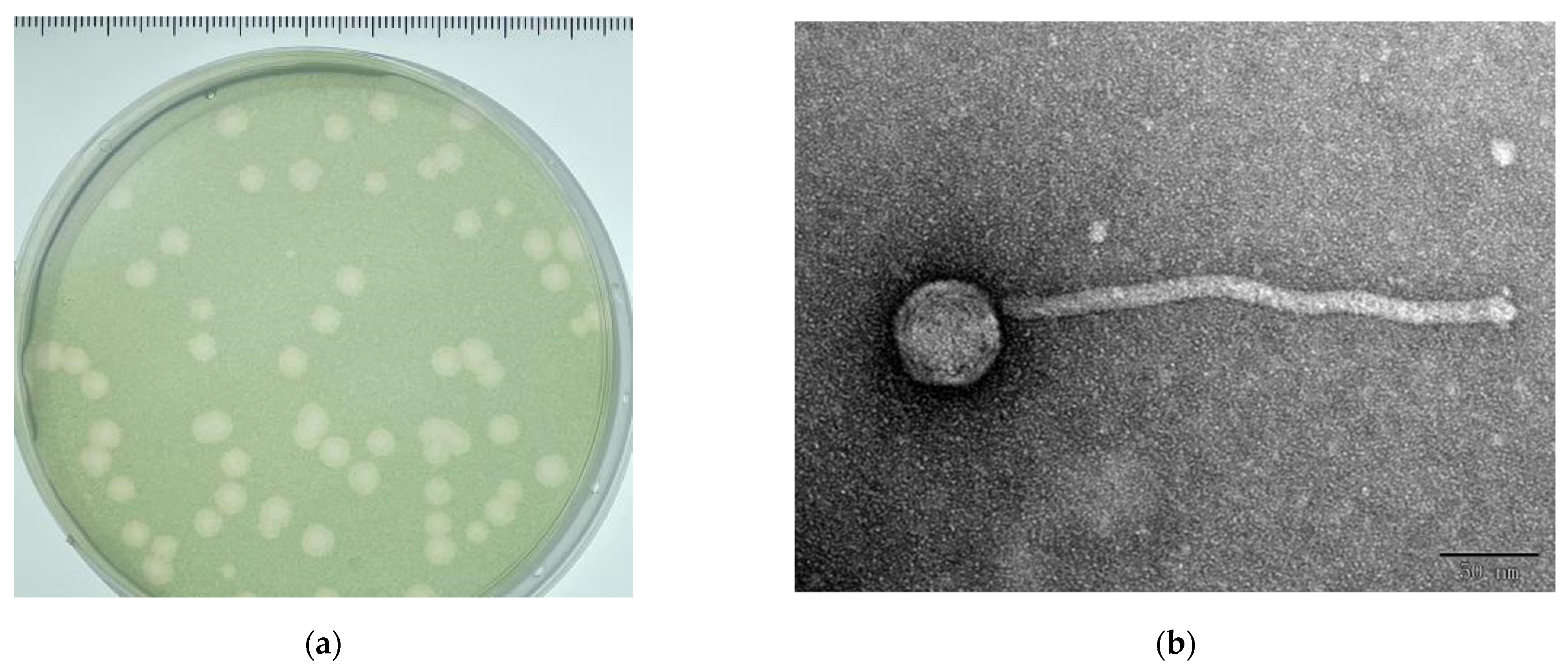 Viruses 14 00433 g001 Viruses 14 00433 g001