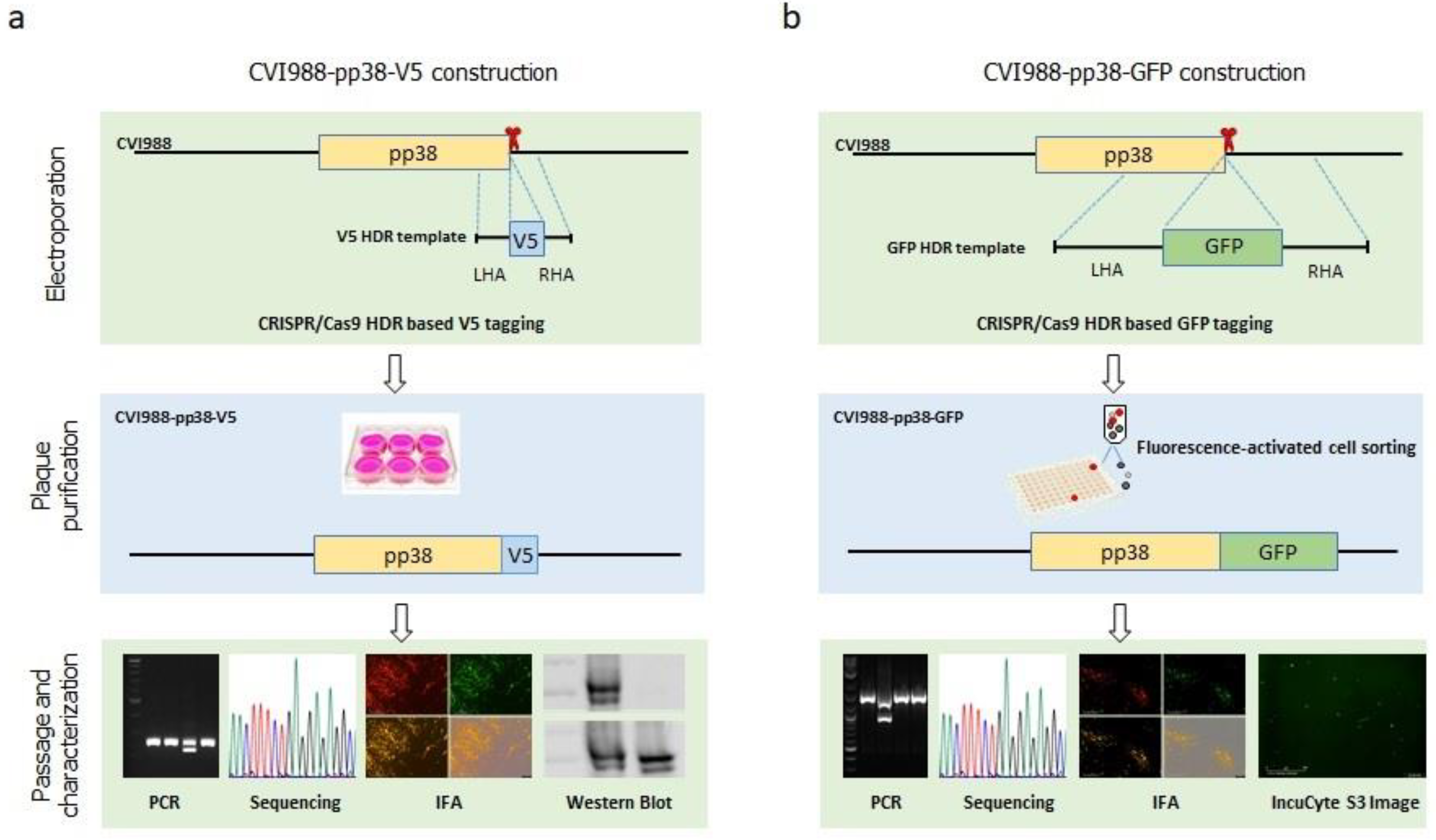 Viruses 14 00436 g001