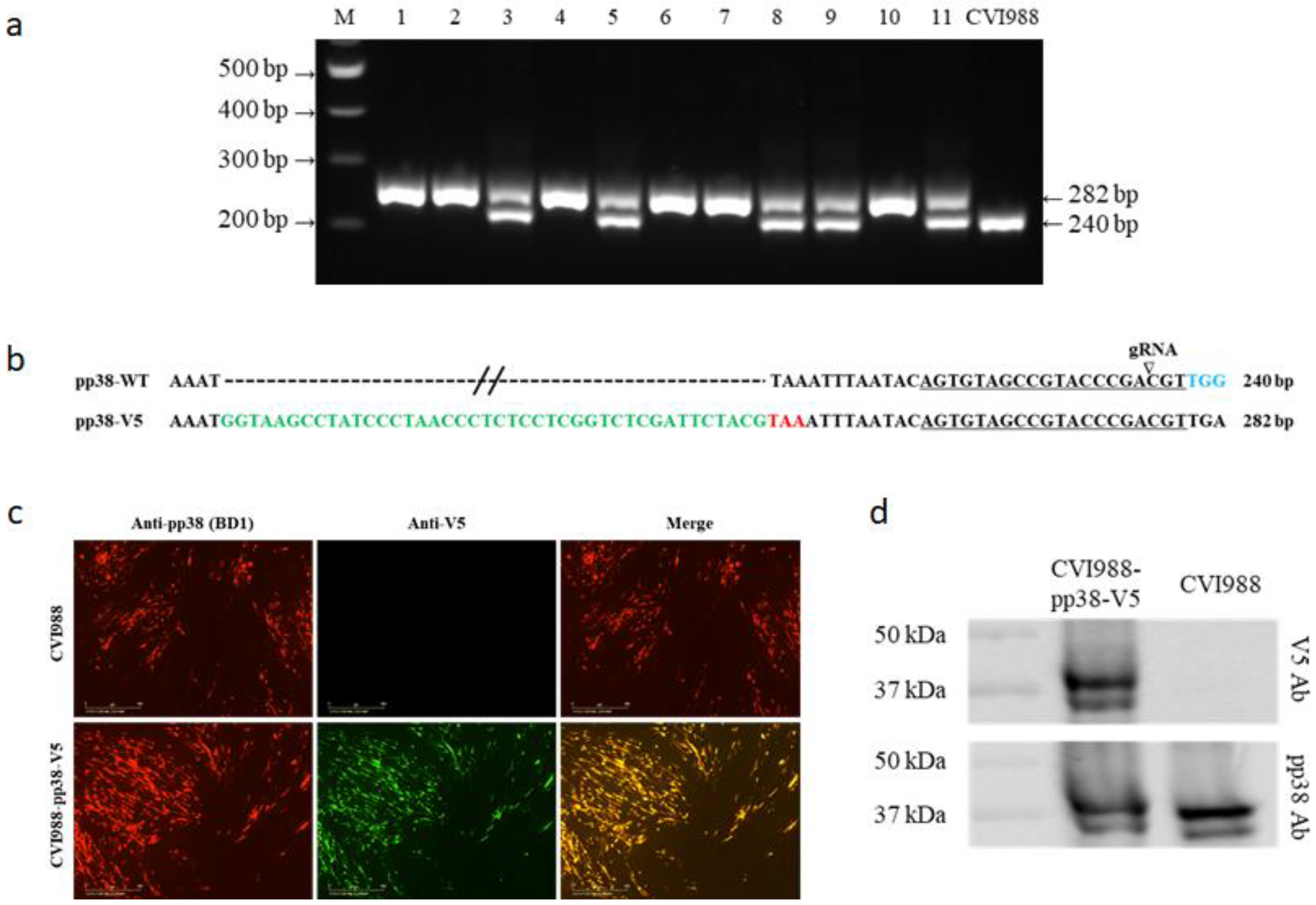 Viruses 14 00436 g002
