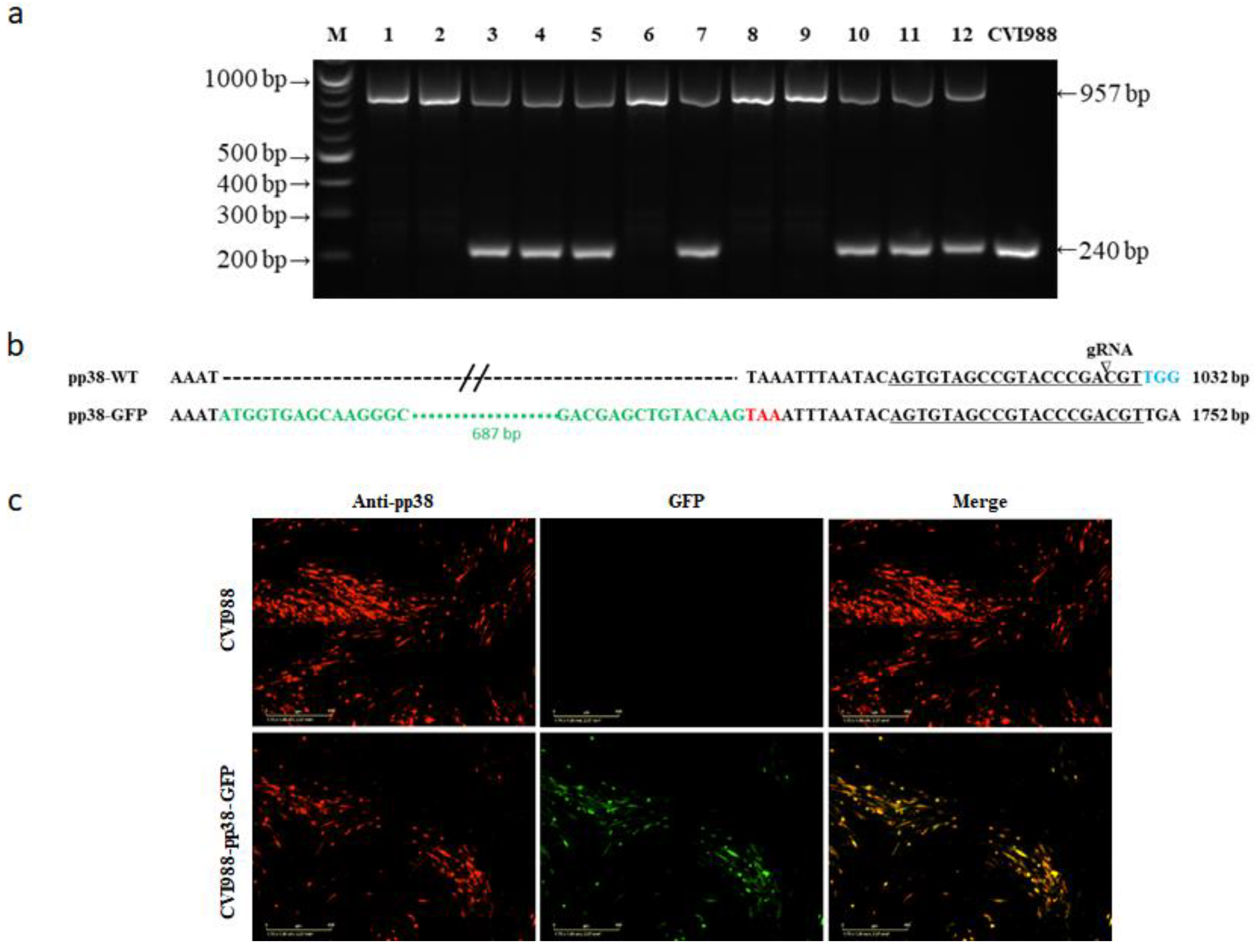 Viruses 14 00436 g003