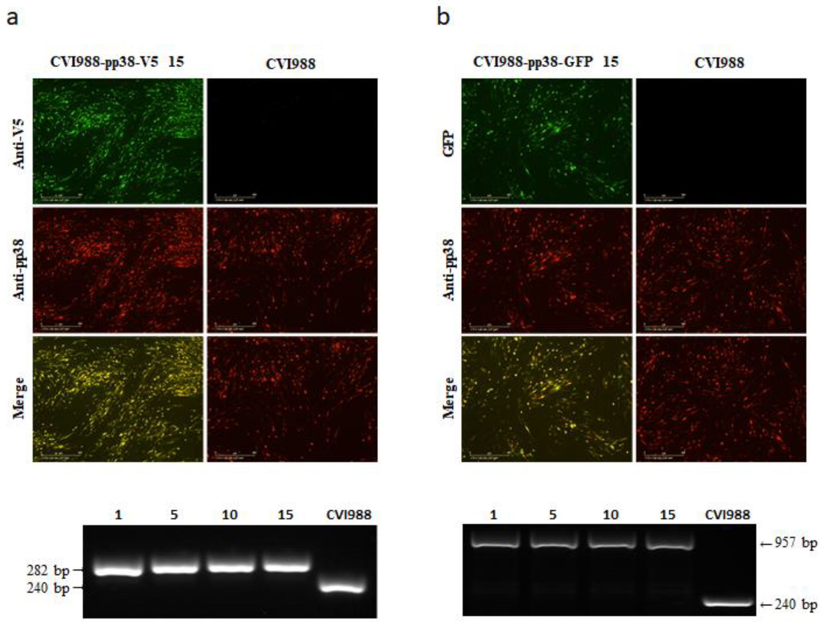 Viruses 14 00436 g004