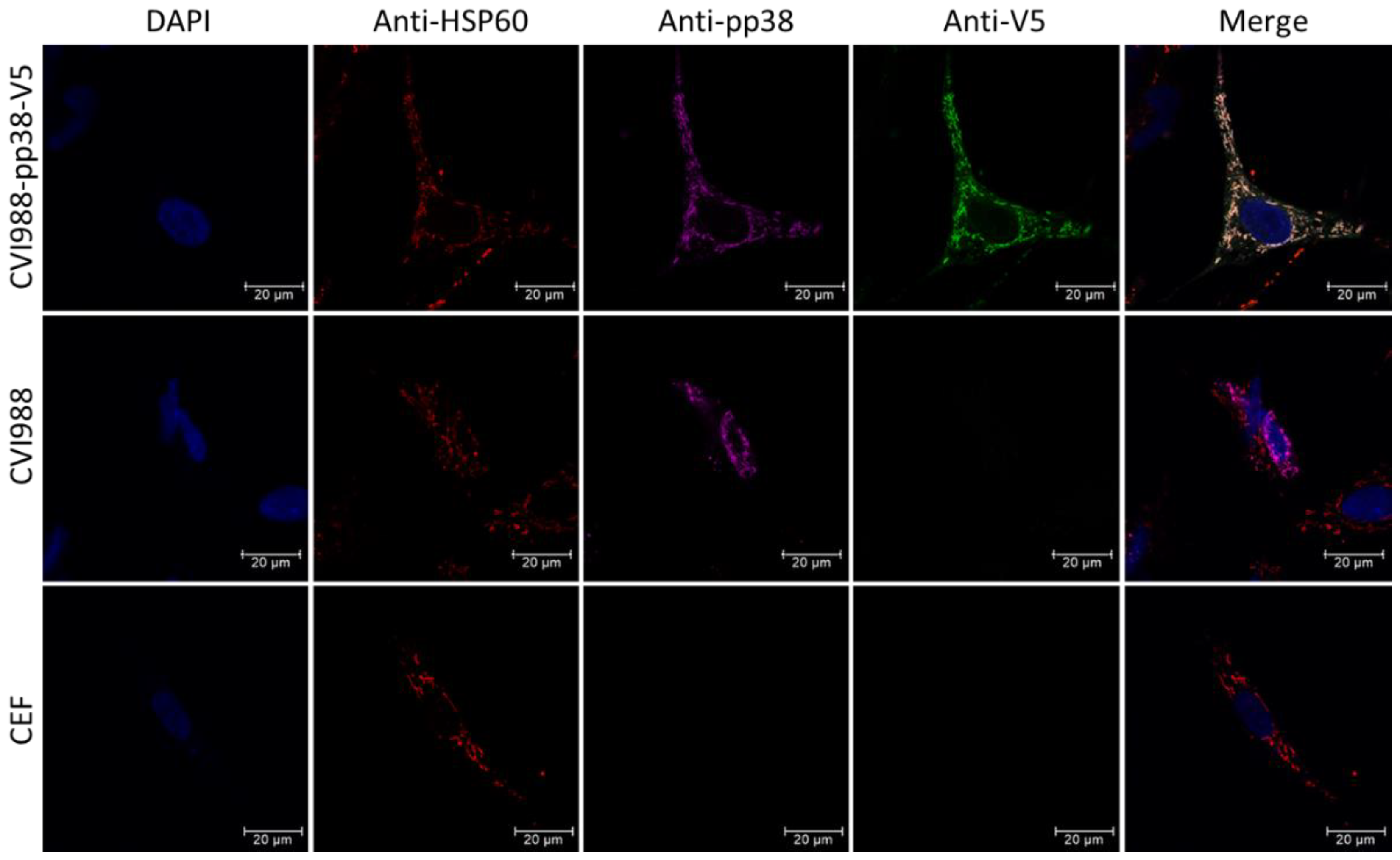 Viruses 14 00436 g005