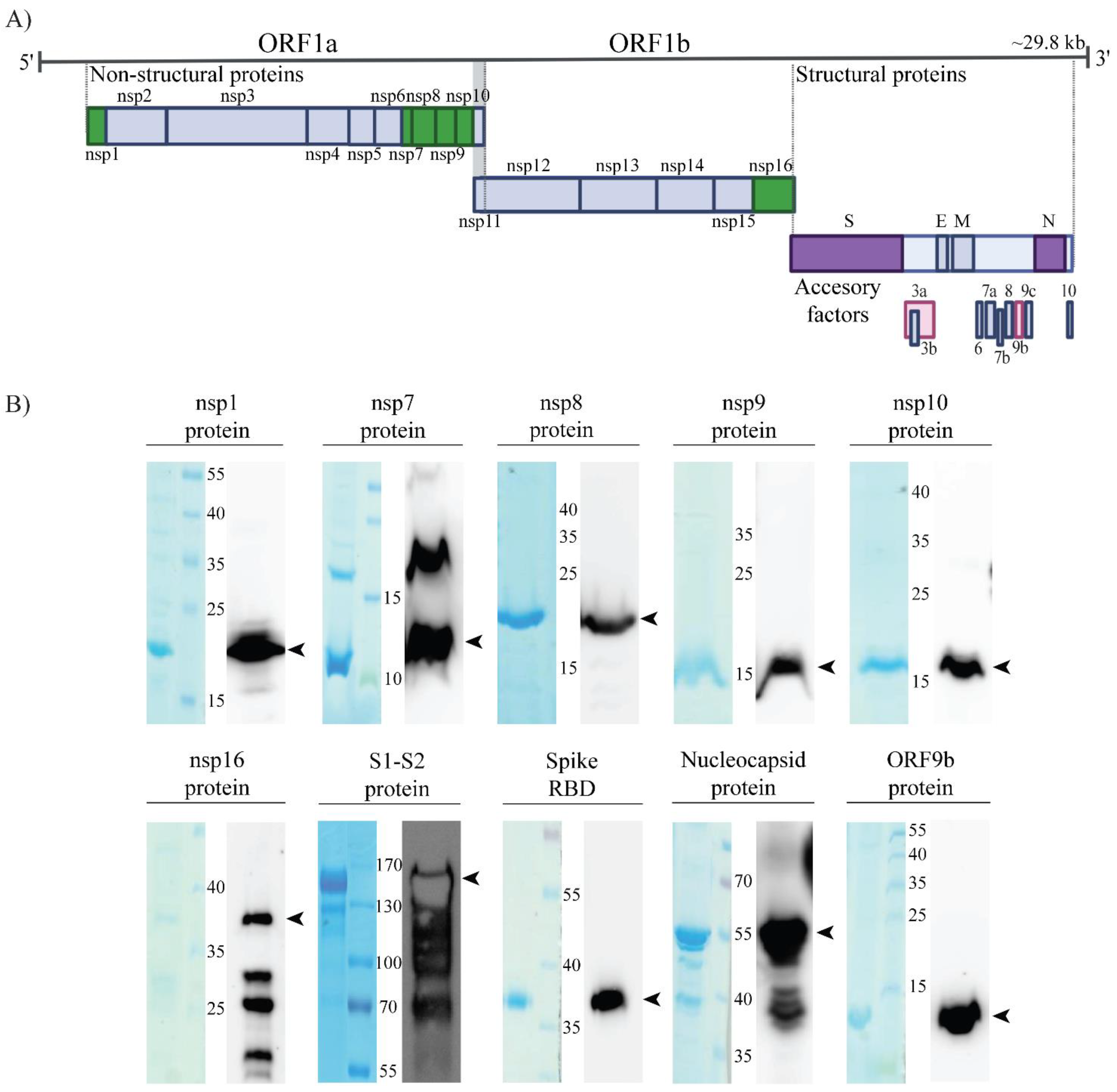 Viruses 14 00443 g001 550