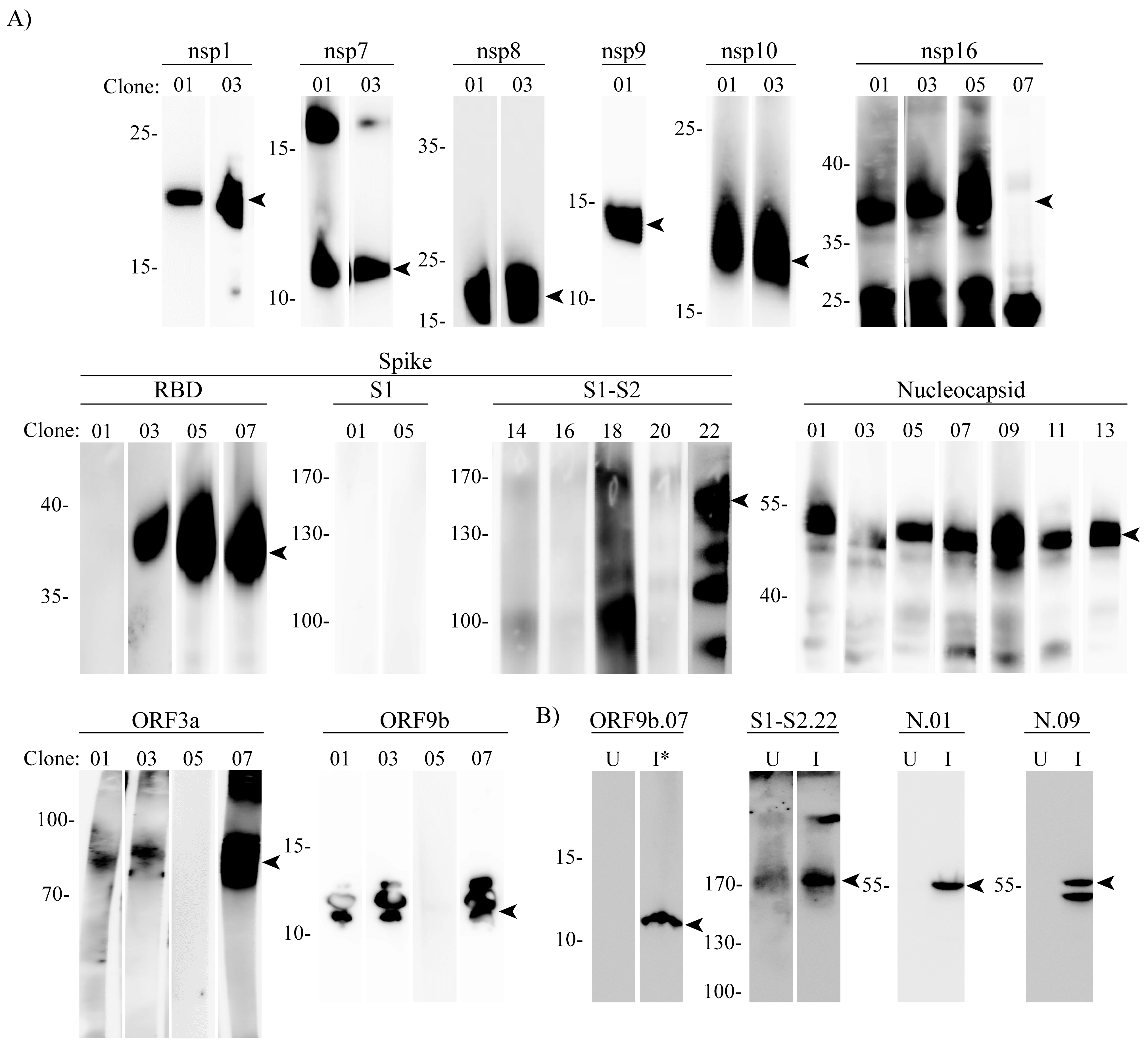 Viruses 14 00443 g002 550