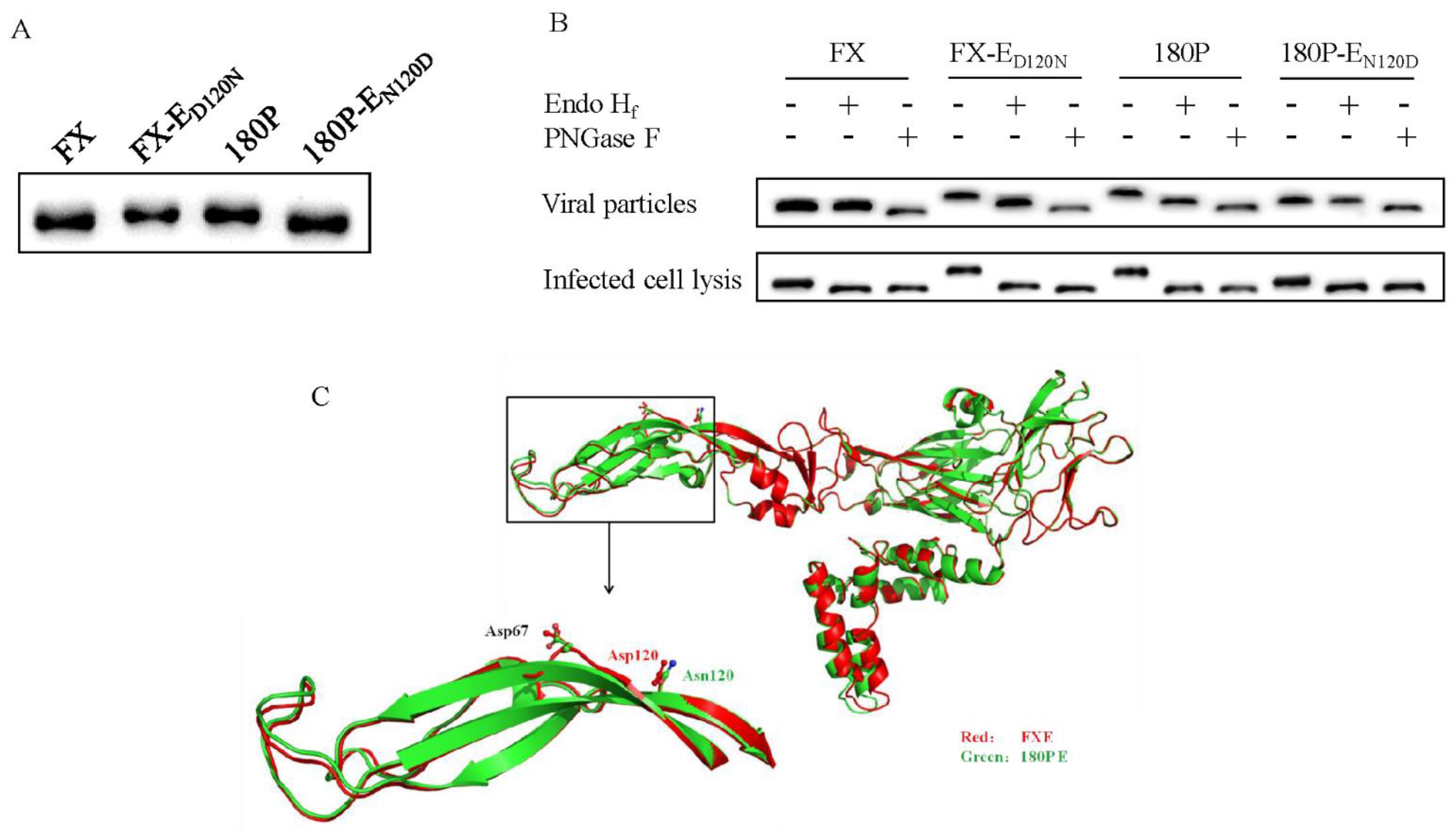 Viruses 14 00447 g004 550