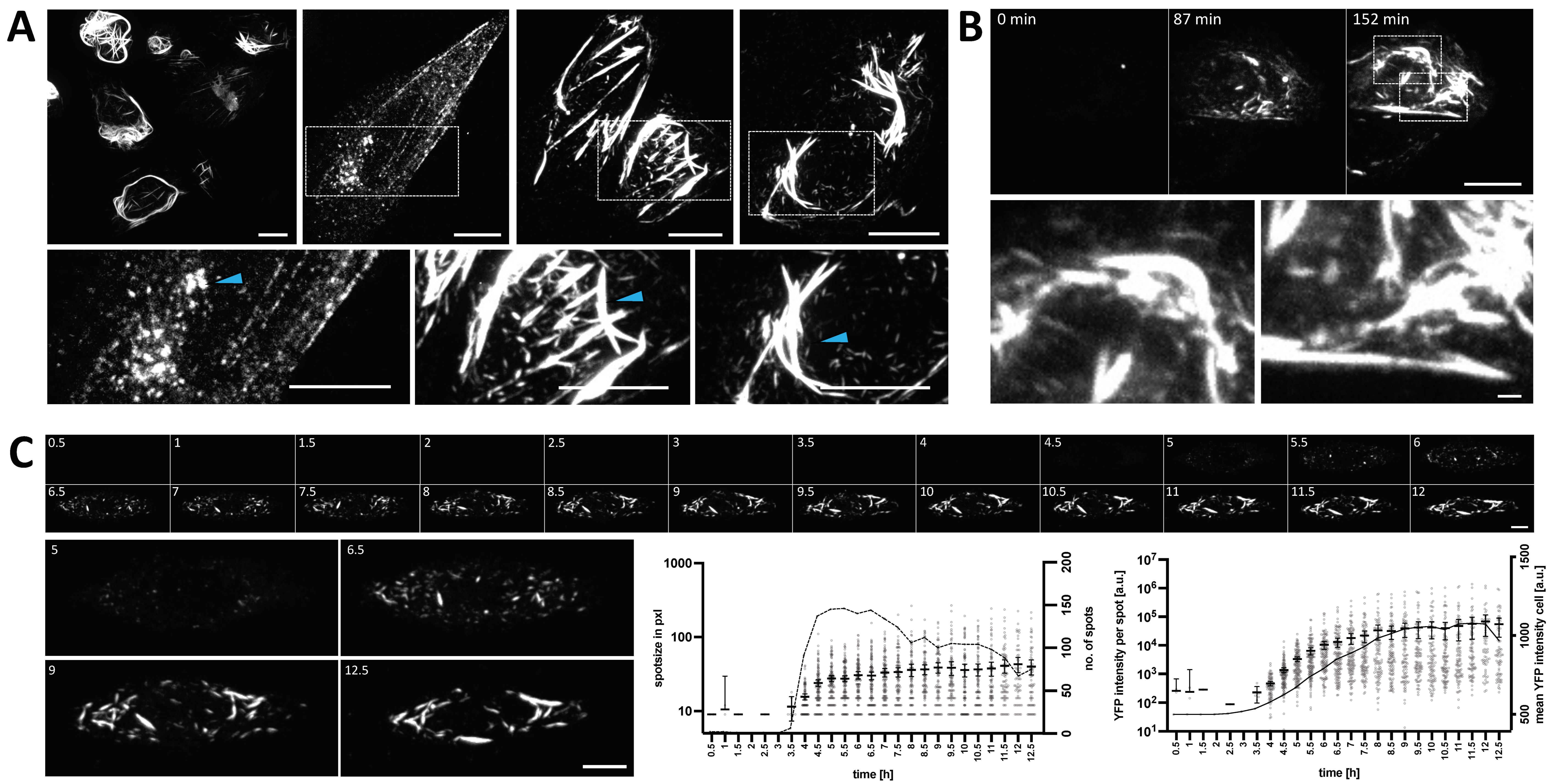 Viruses 14 00457 g001 Viruses 14 00457 g001