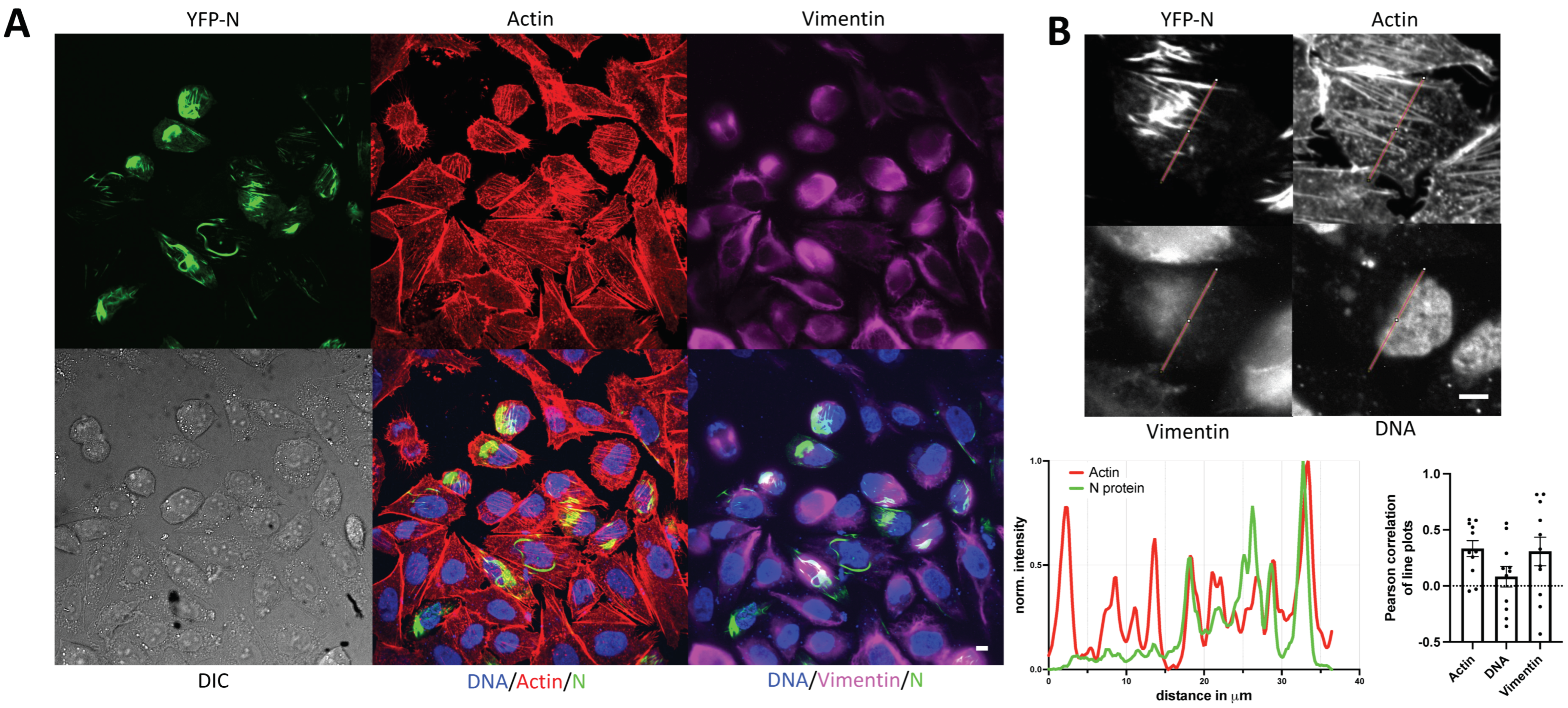 Viruses 14 00457 g002 Viruses 14 00457 g002