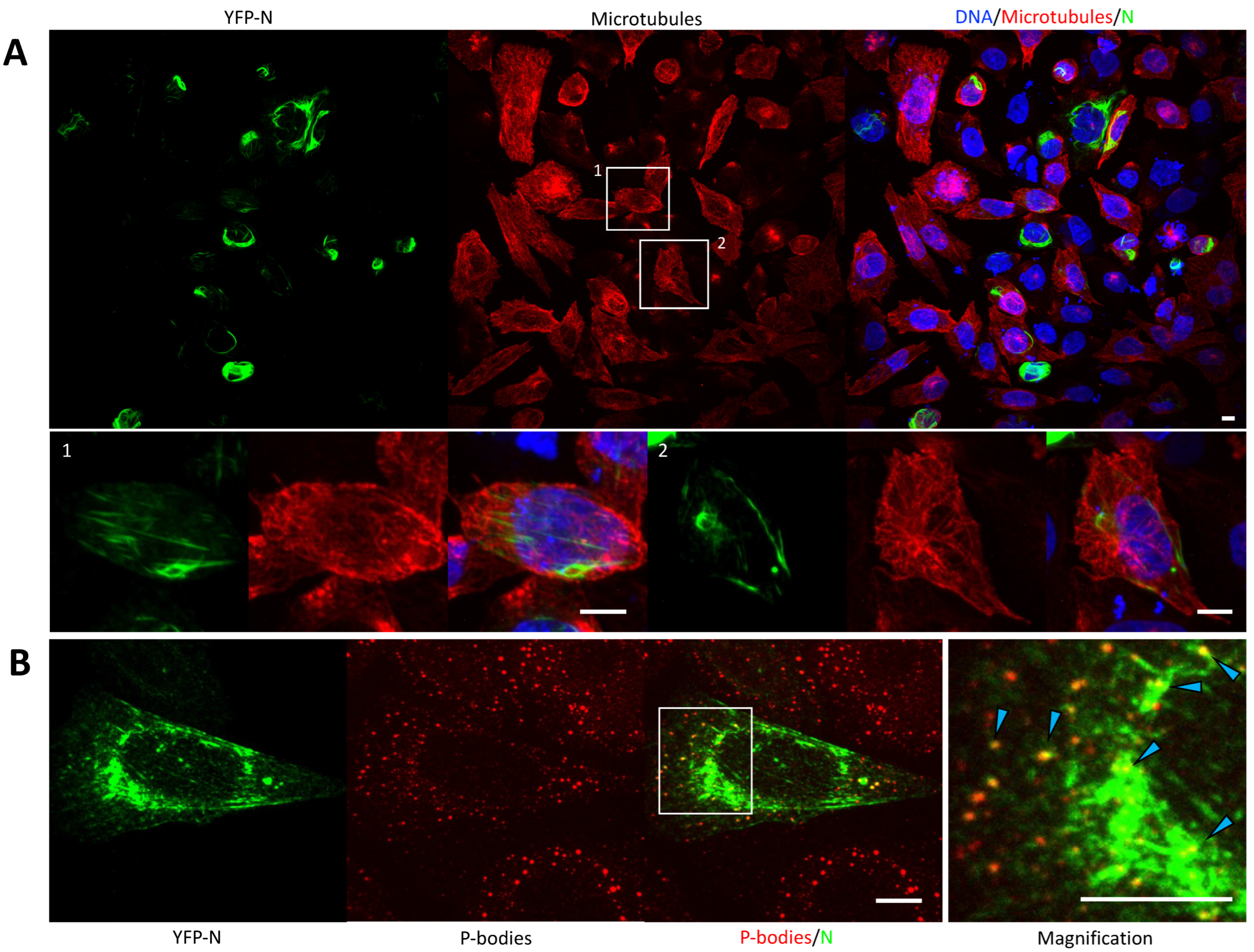 Viruses 14 00457 g003 Viruses 14 00457 g003