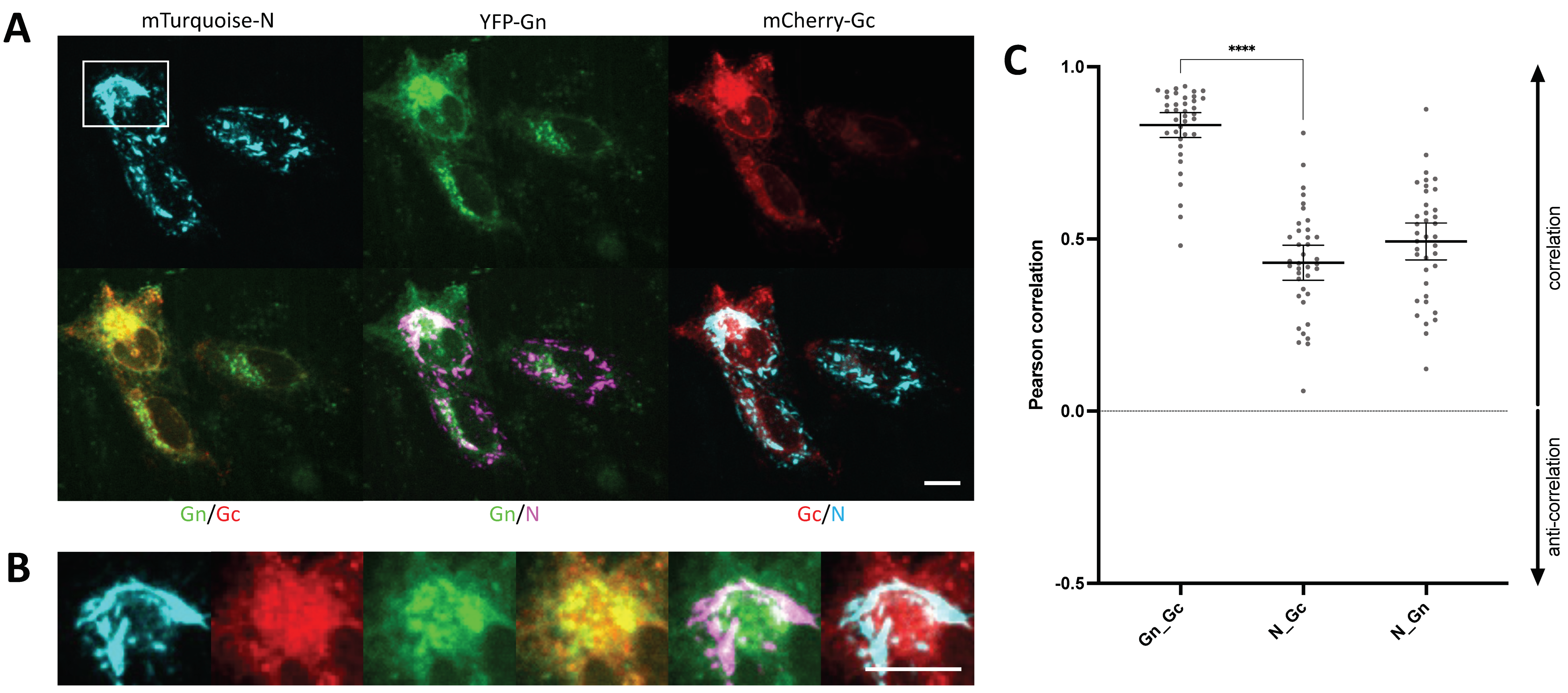 Viruses 14 00457 g005 Viruses 14 00457 g005