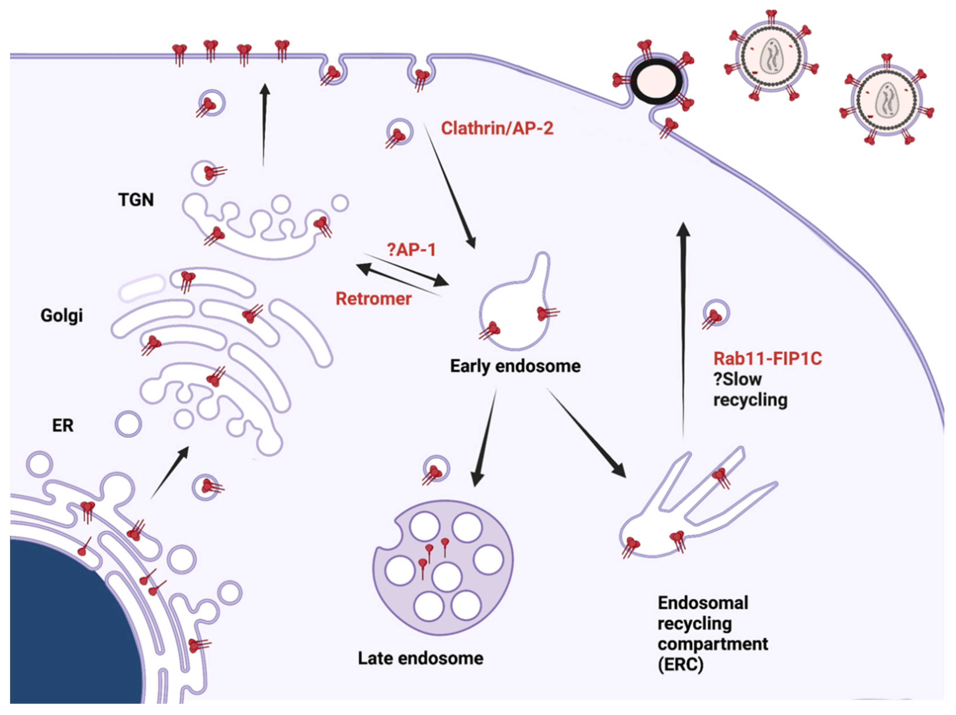 Viruses 14 00478 g005 Viruses 14 00478 g005