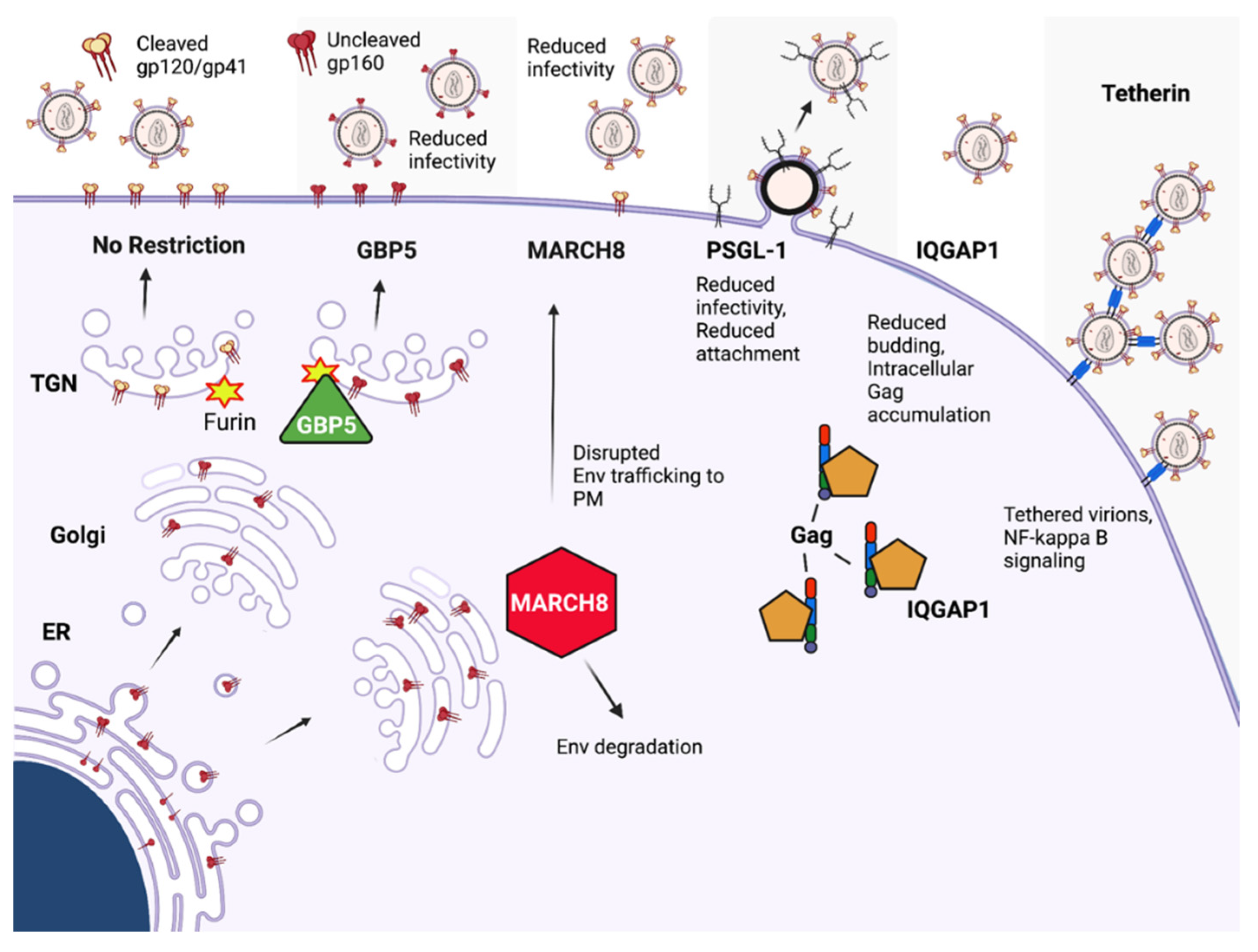 Viruses 14 00478 g006 Viruses 14 00478 g006