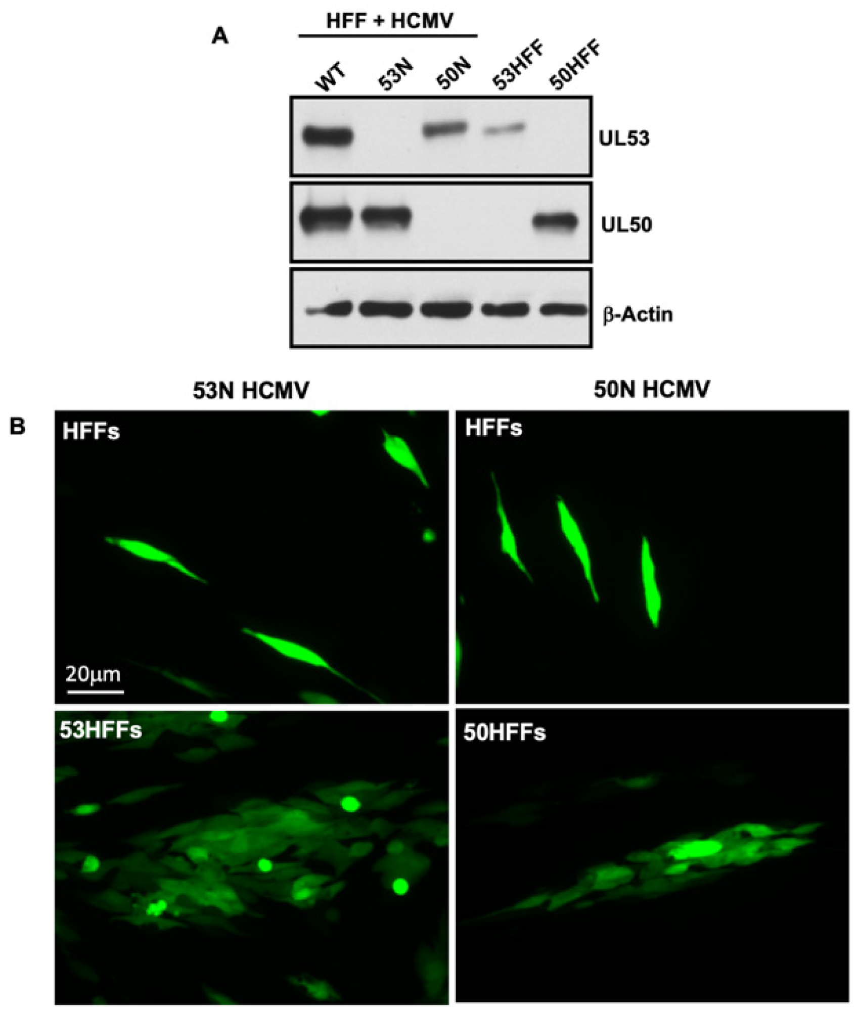 Viruses 14 00479 g004 550