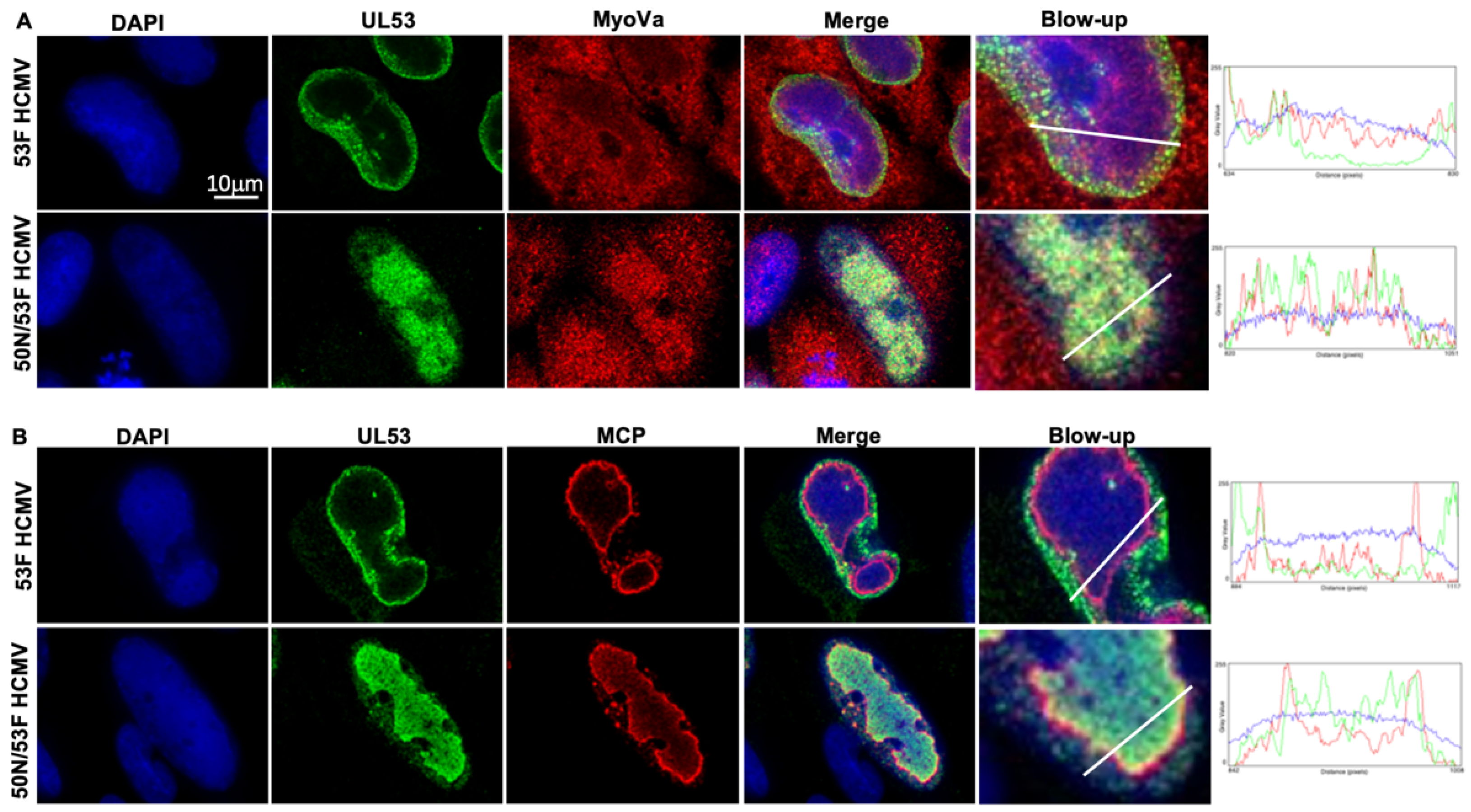 Viruses 14 00479 g005 550