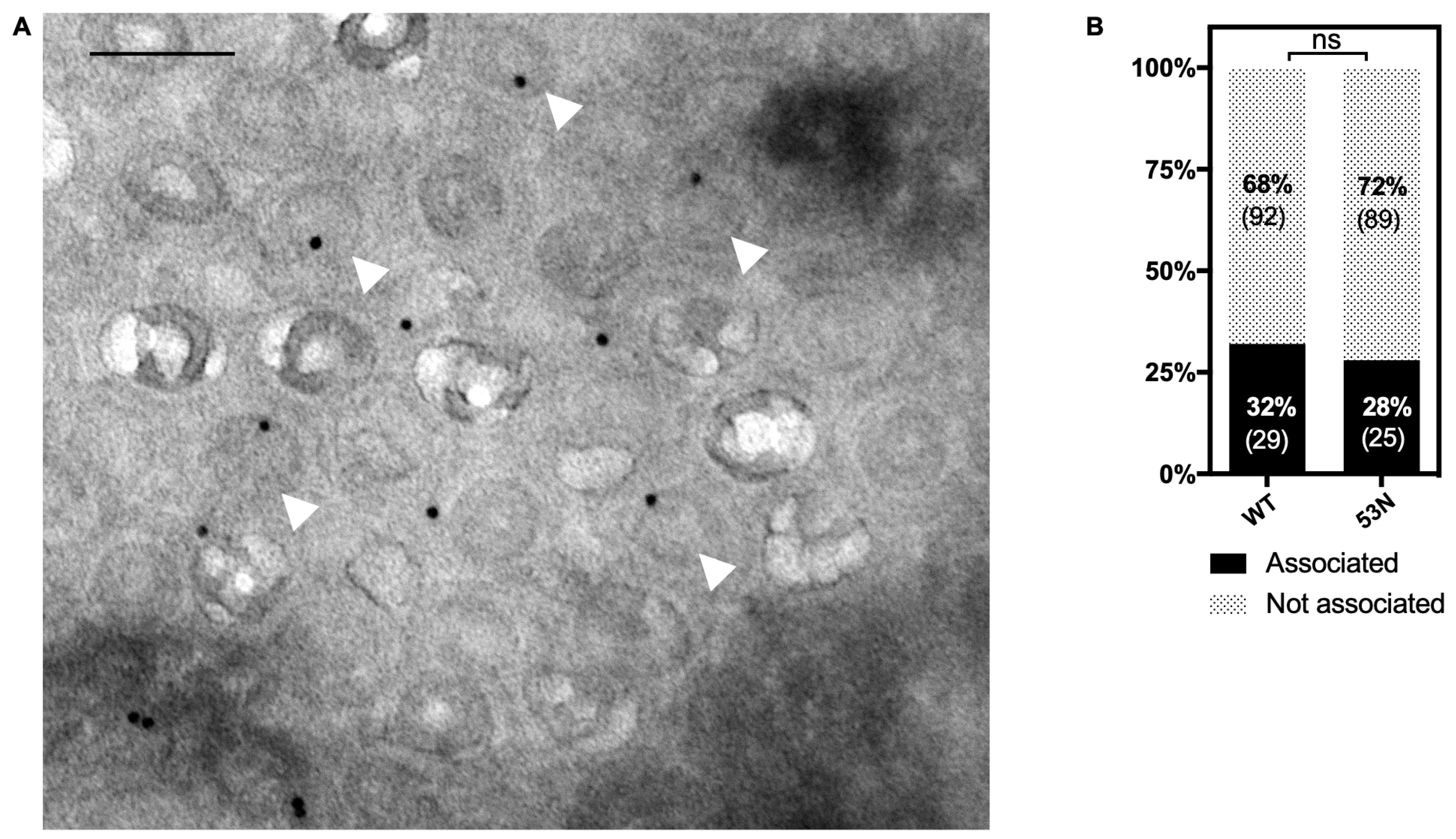 Viruses 14 00479 g006 550