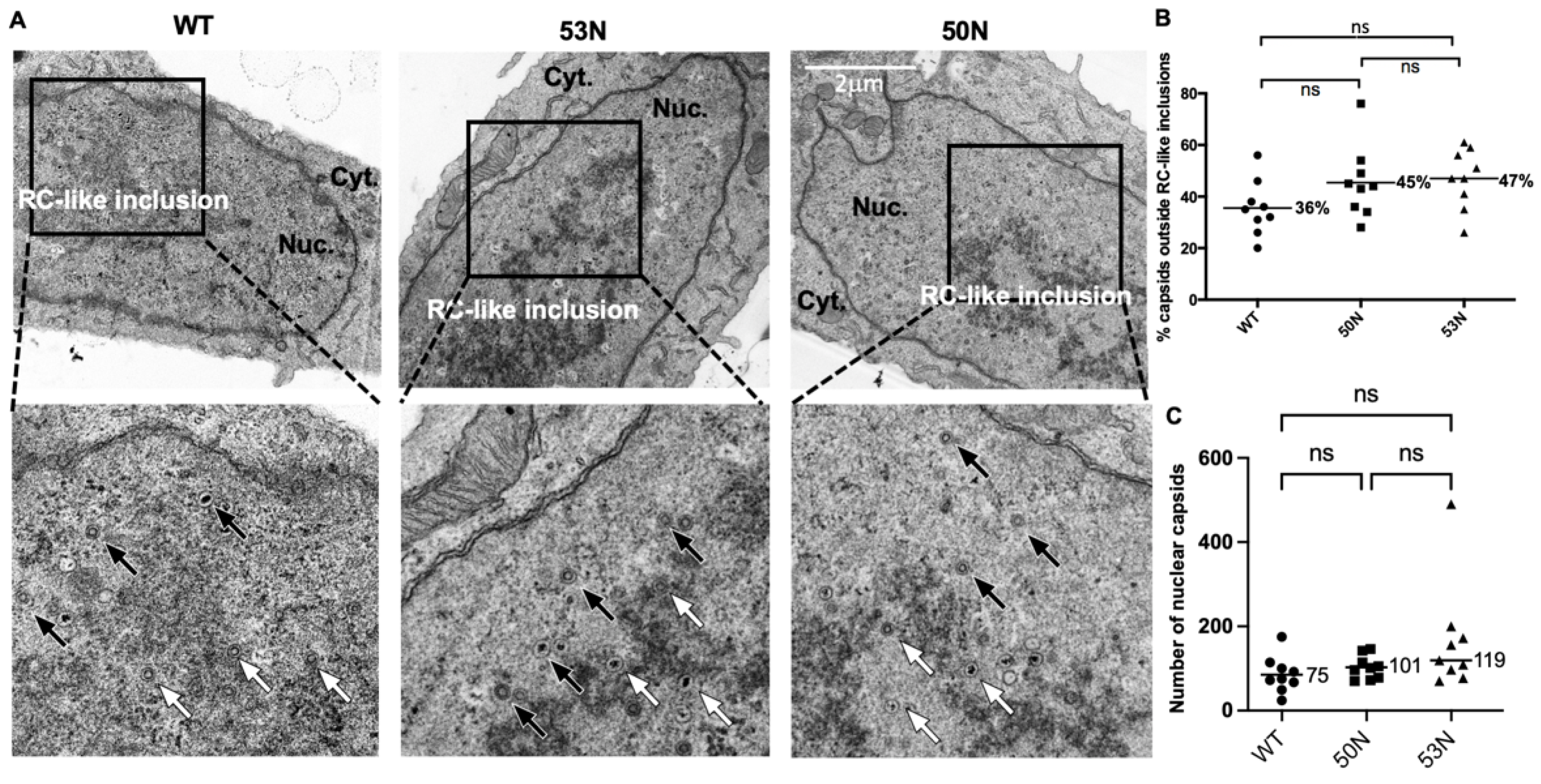 Viruses 14 00479 g007 550