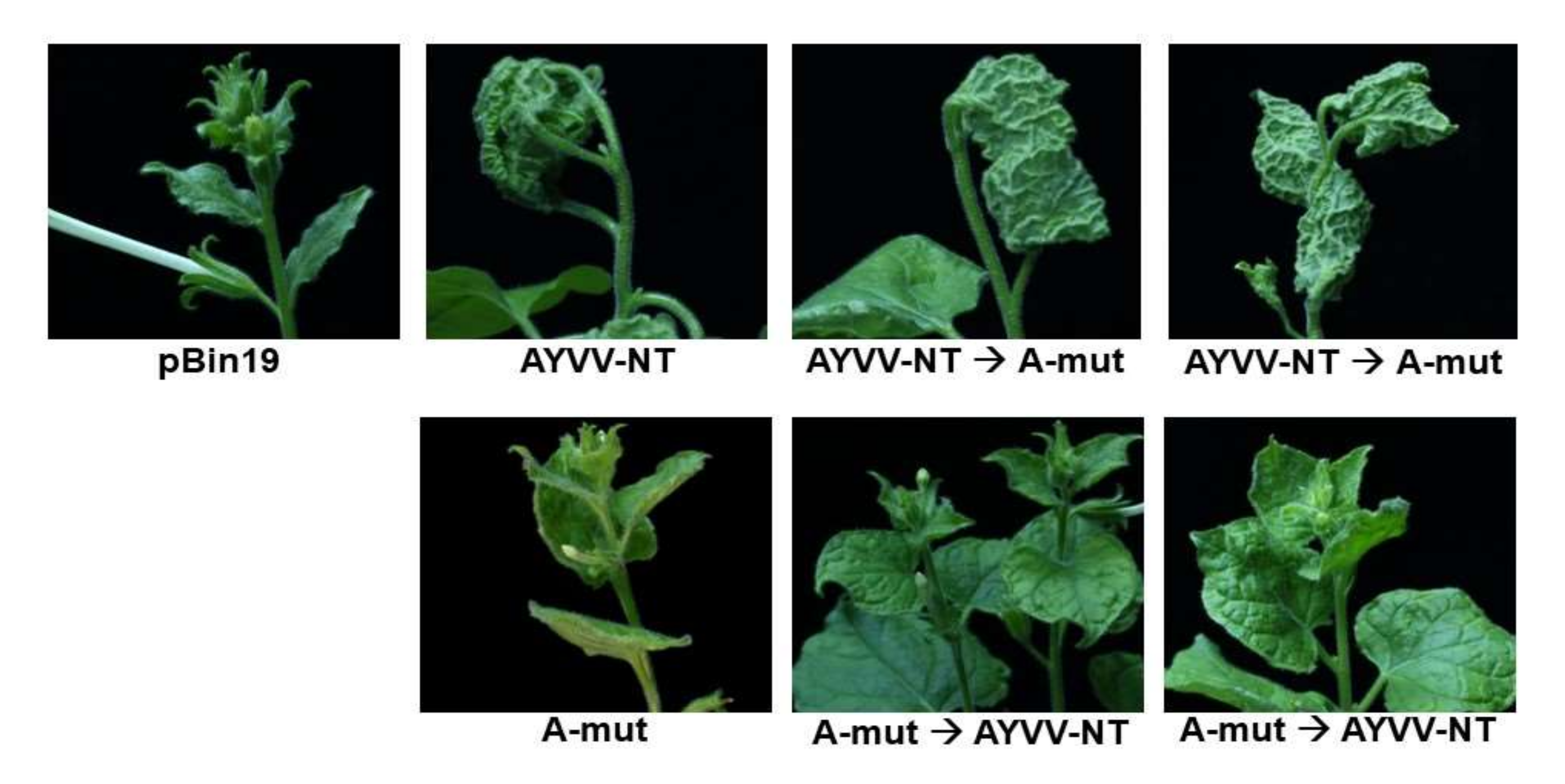 Viruses 14 00499 g006