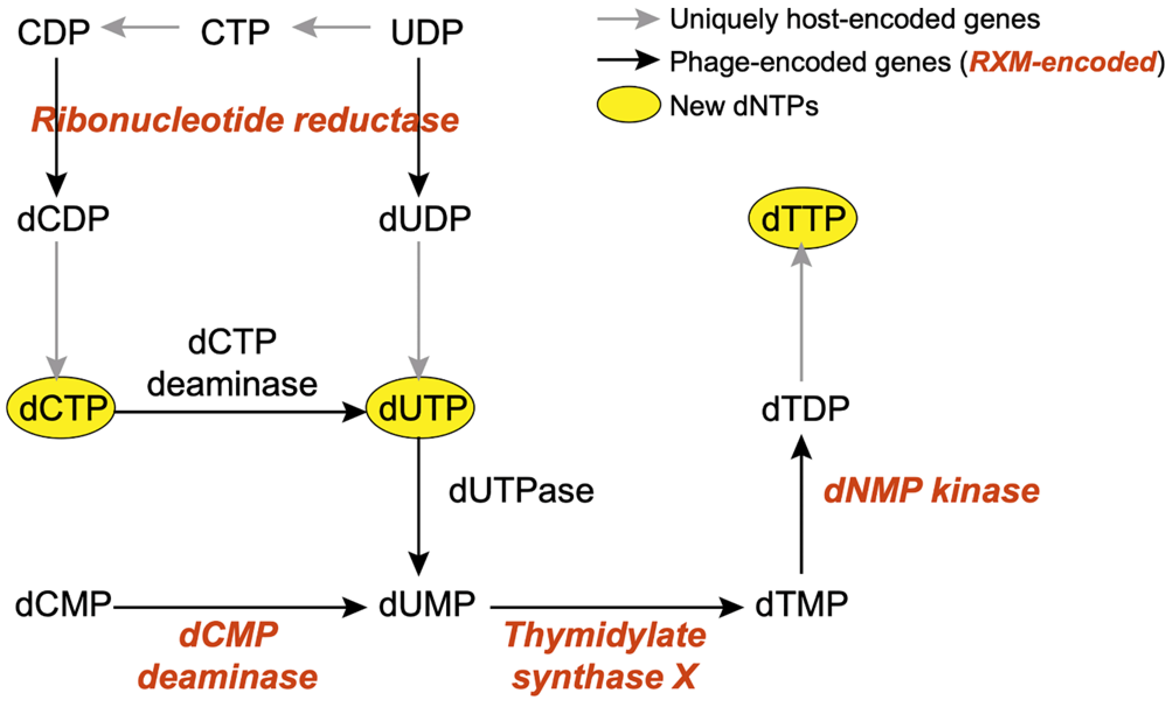 Viruses 14 00512 g005
