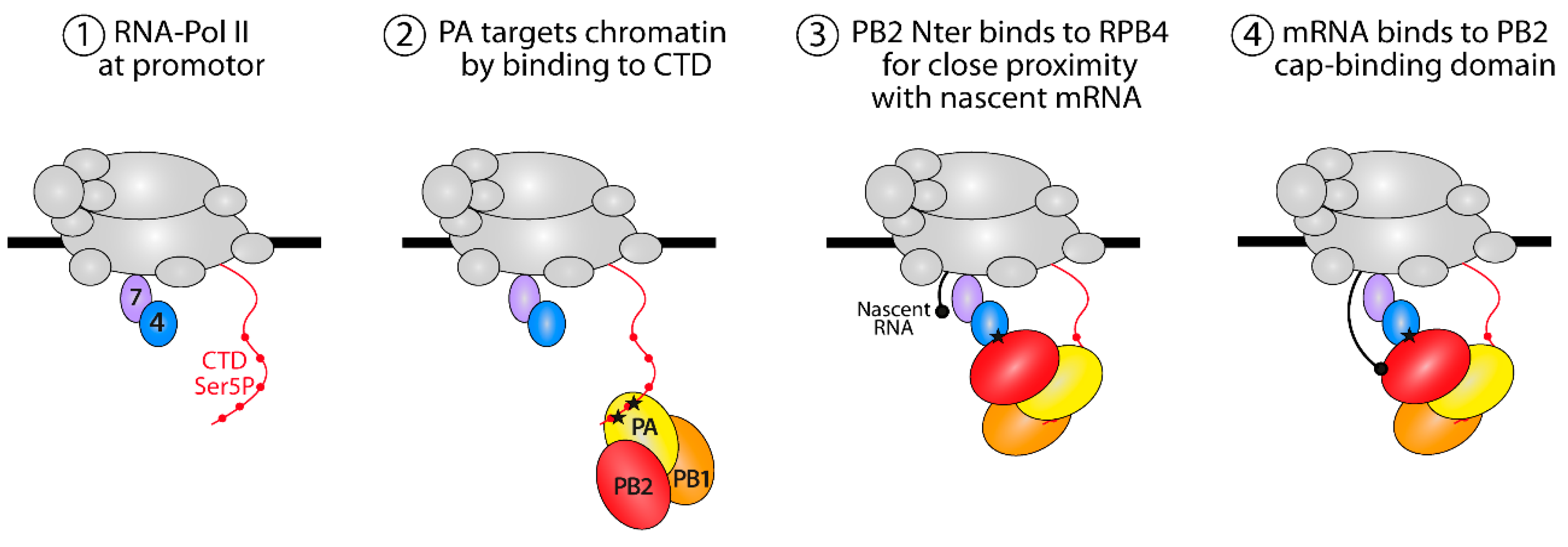 Viruses 14 00518 g007 550
