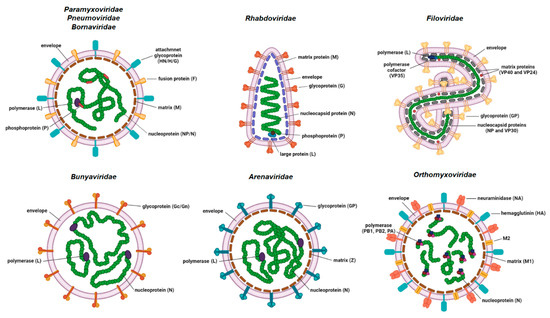 viral meningitis structure