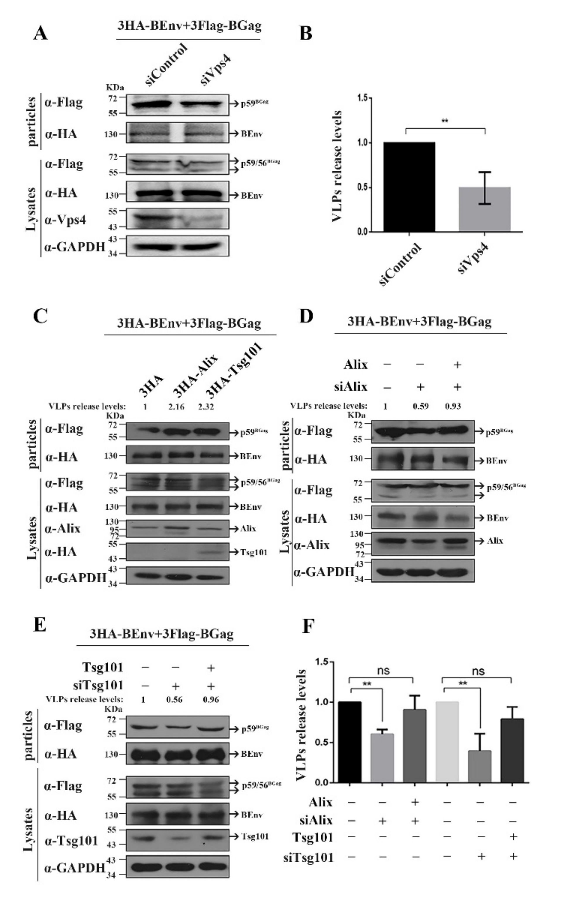 Viruses 14 00522 g001