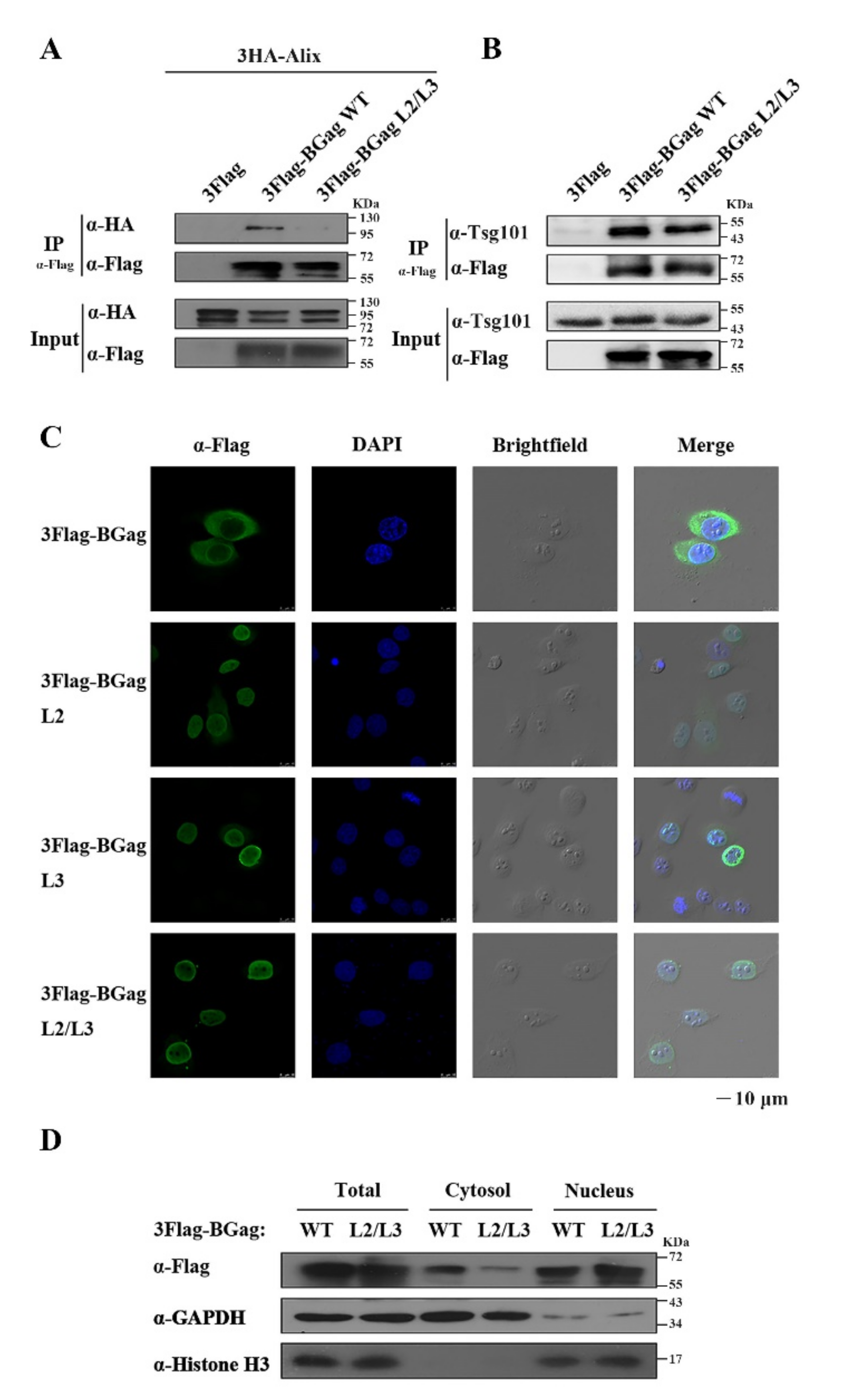 Viruses 14 00522 g004