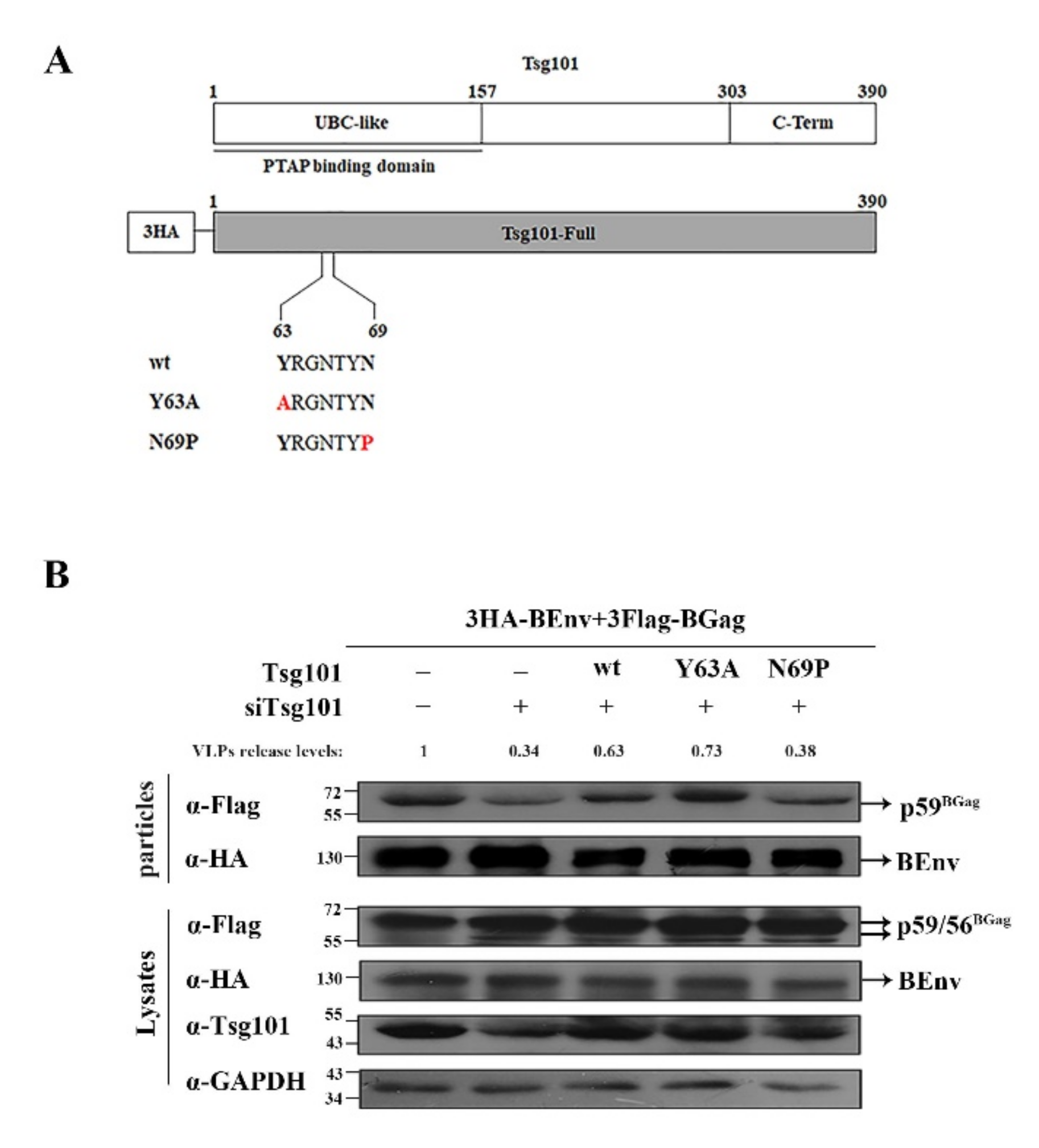 Viruses 14 00522 g006