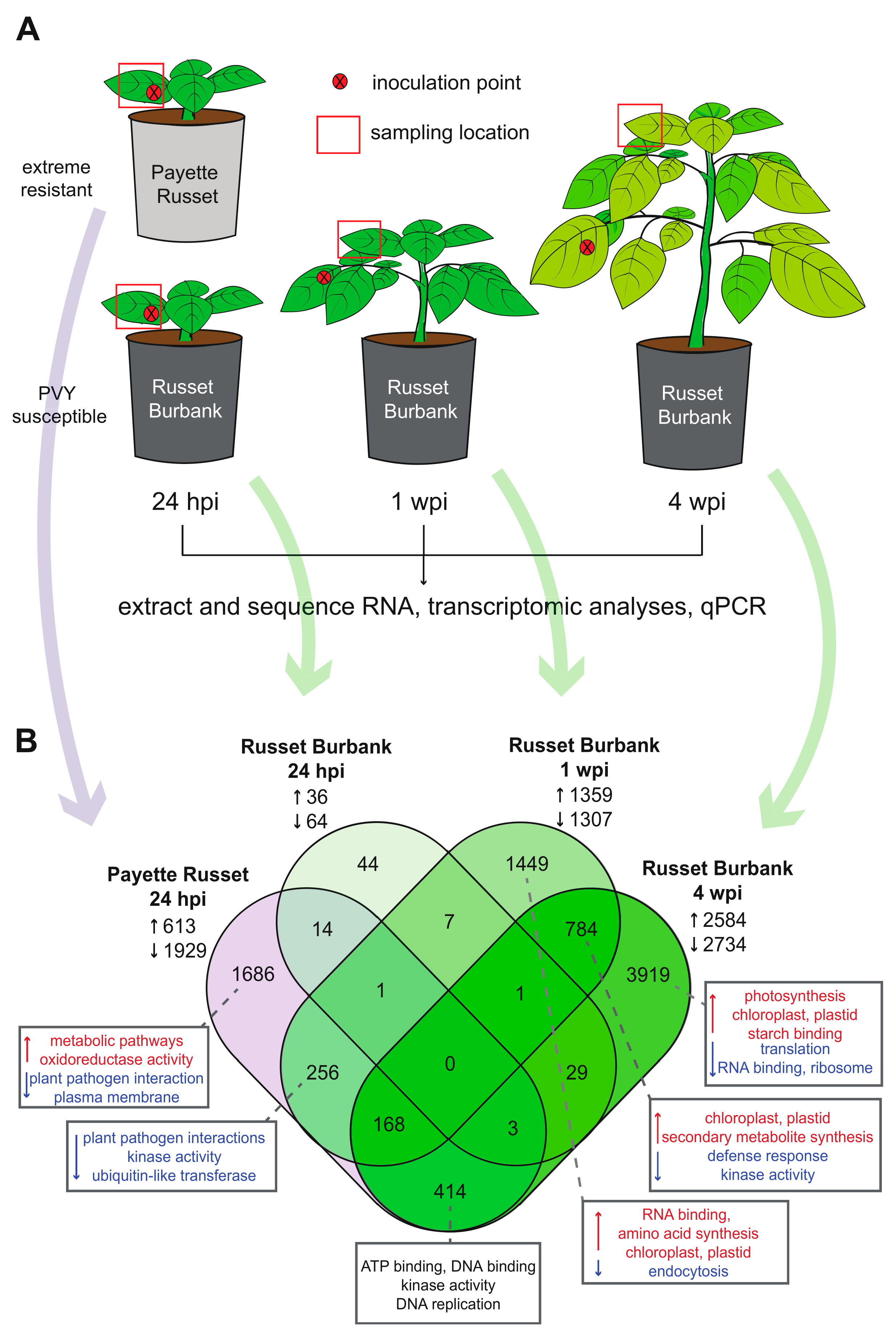 Viruses 14 00523 g001