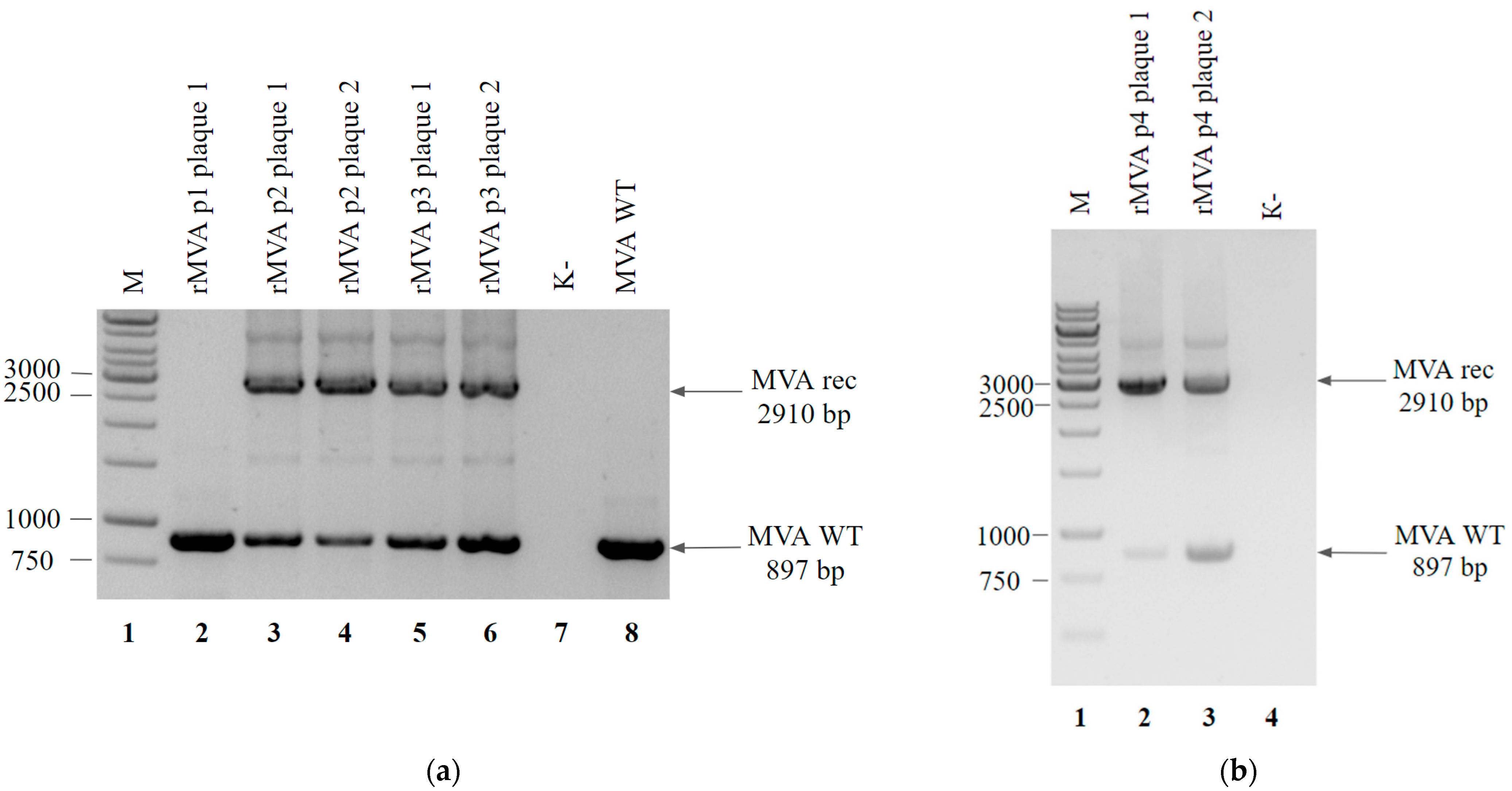 Viruses 14 00528 g003a
