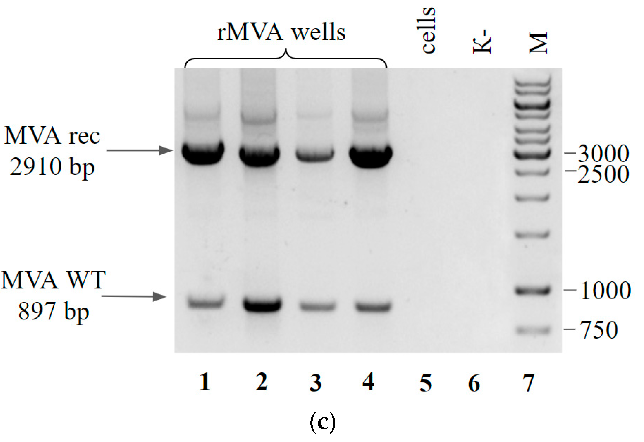 Viruses 14 00528 g003b