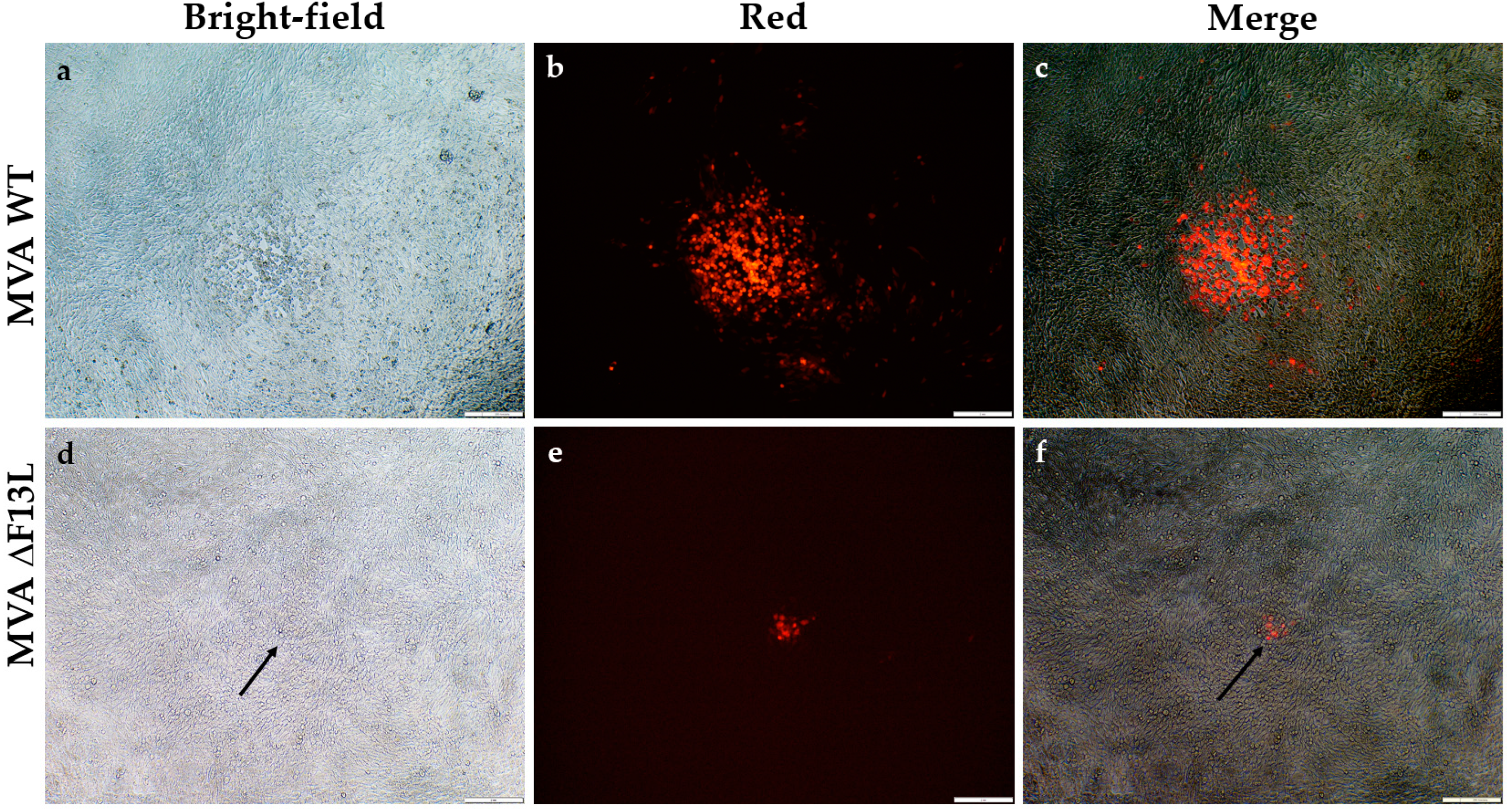 Viruses 14 00528 g004