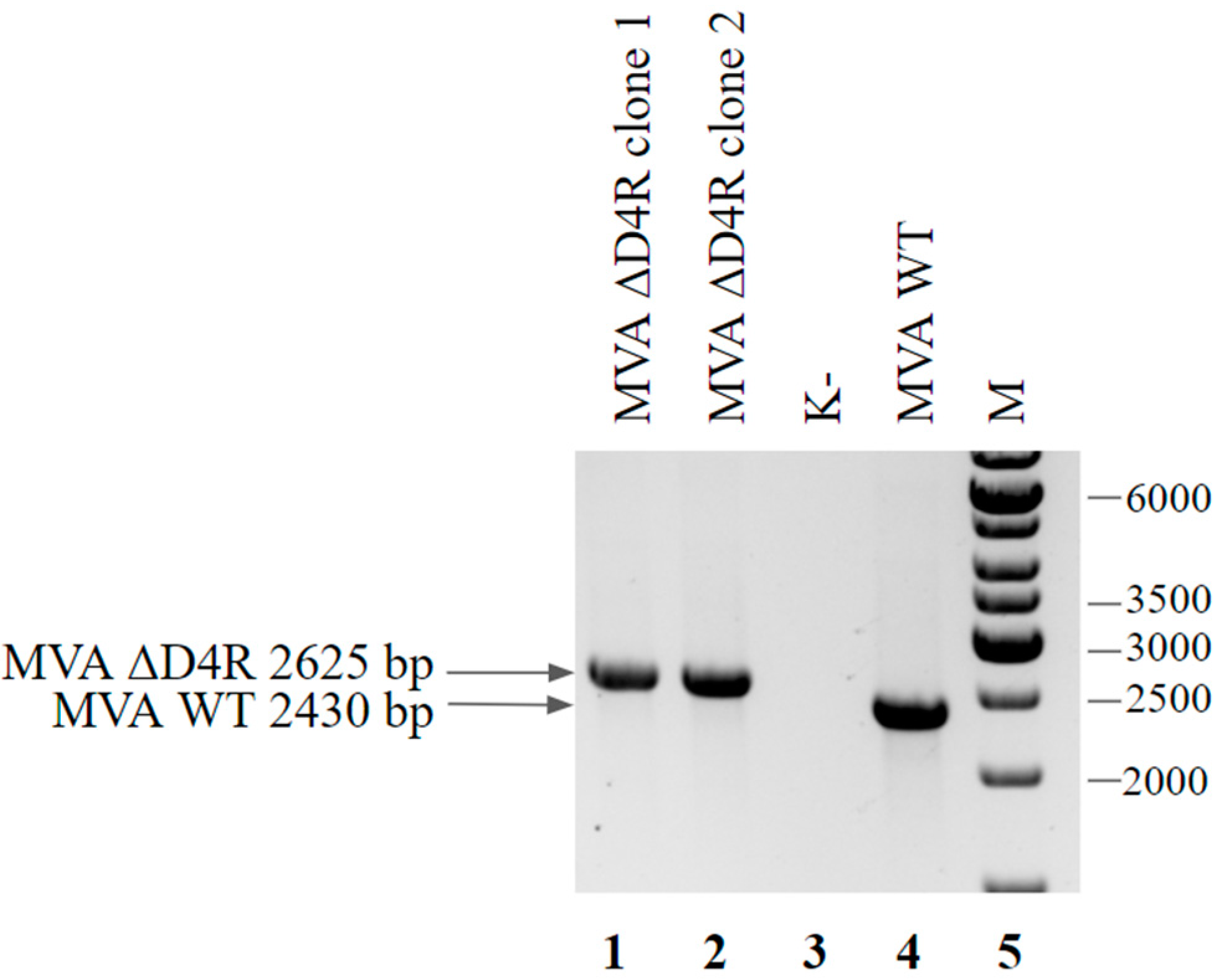 Viruses 14 00528 g009