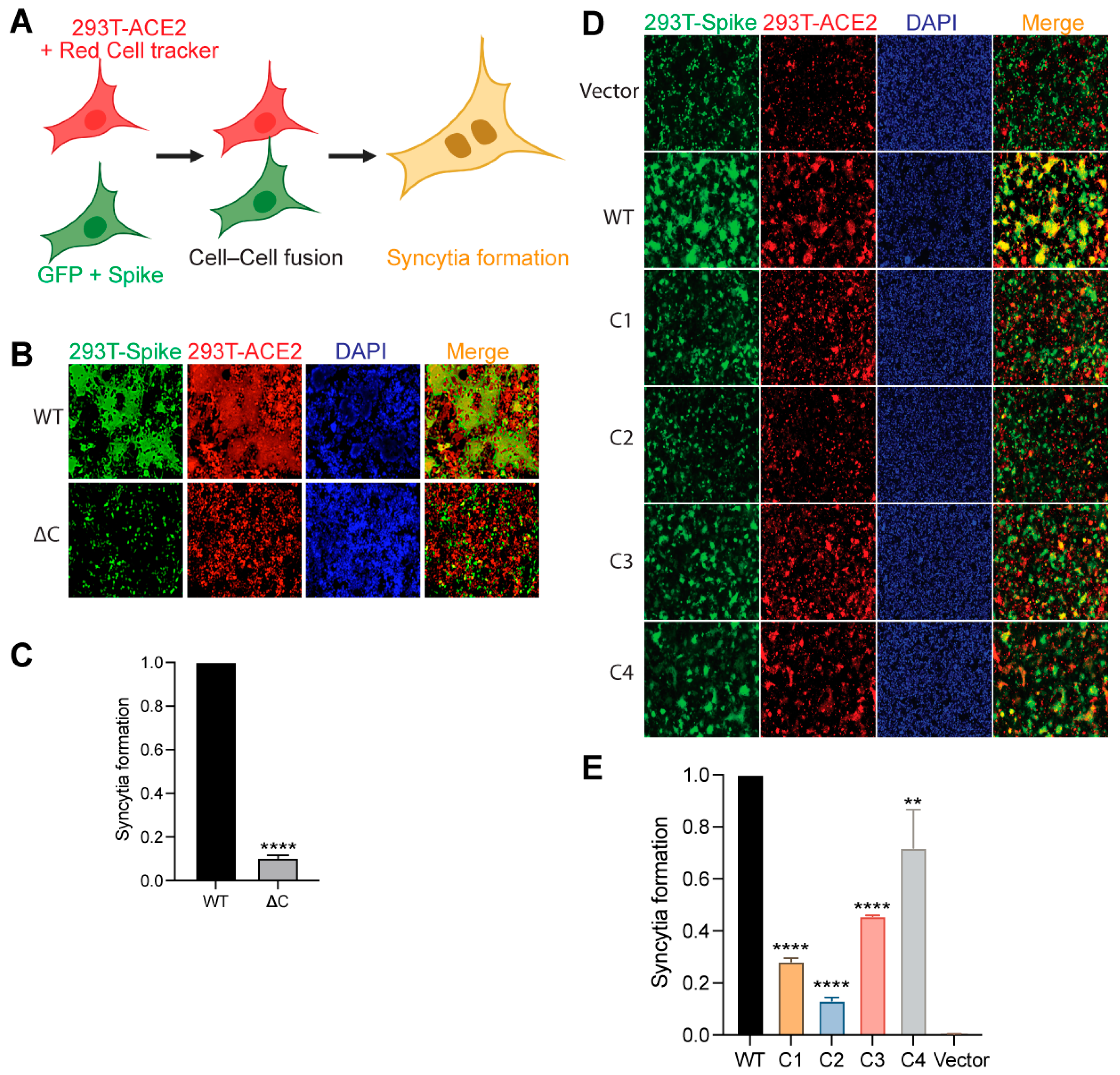 Viruses 14 00531 g003