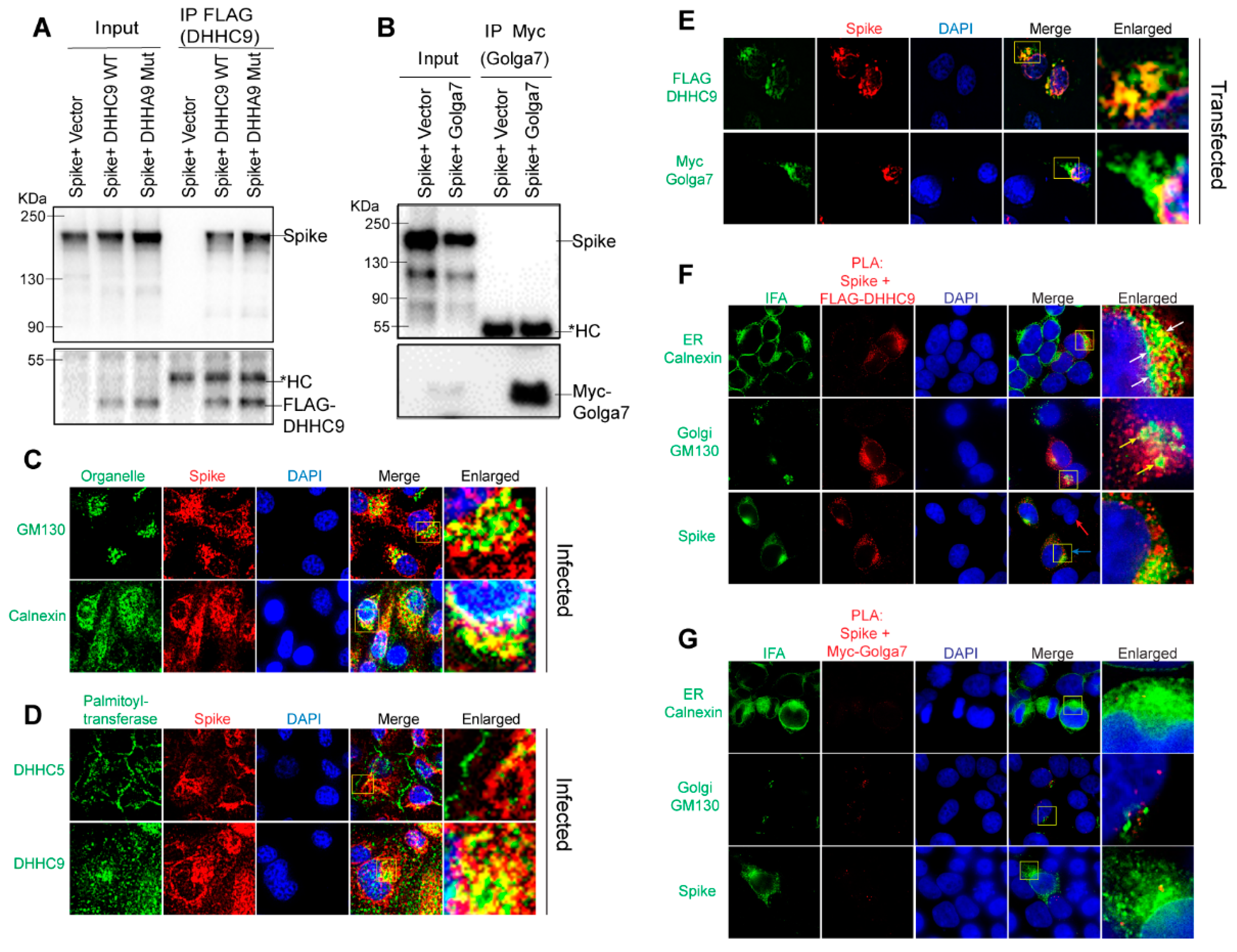 Viruses 14 00531 g005