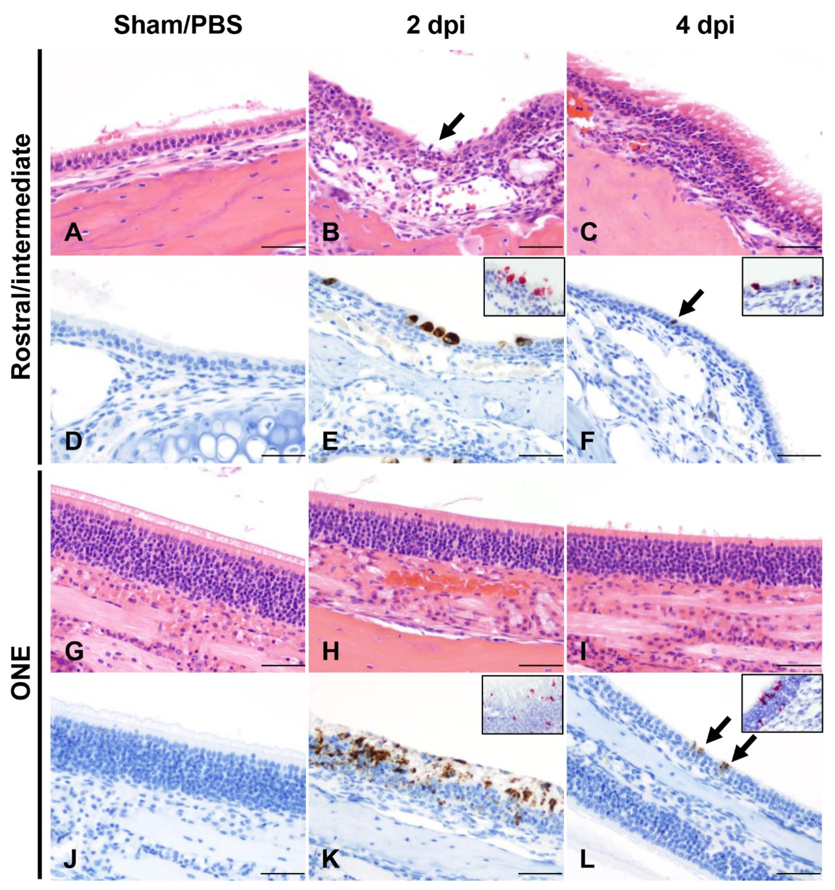Viruses 14 00535 g002 550
