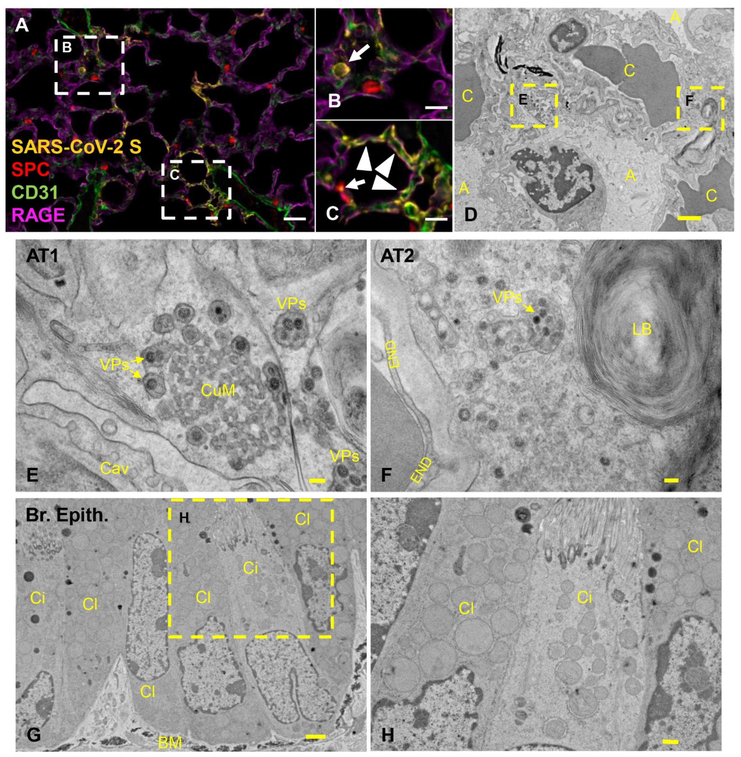 Viruses 14 00535 g004 550