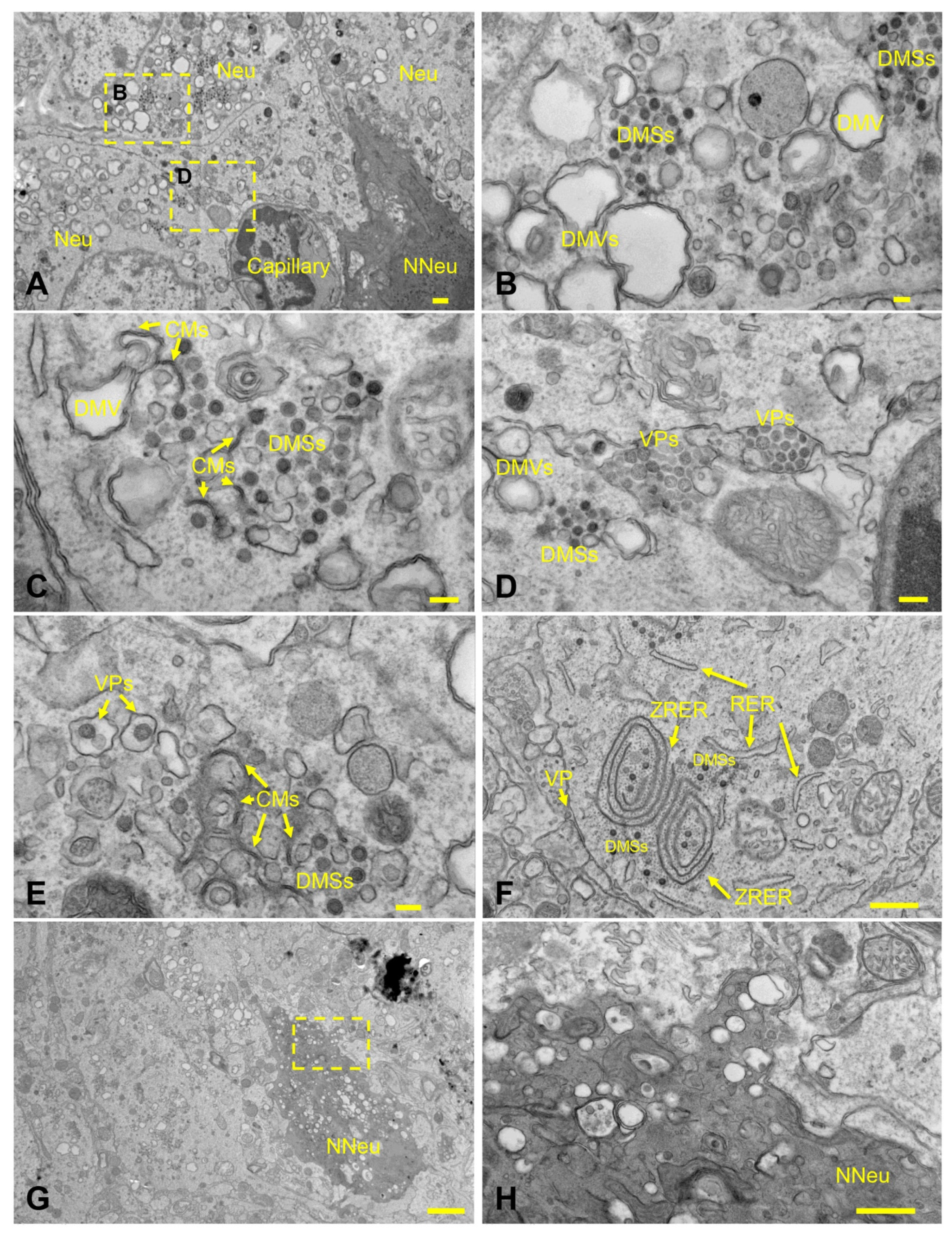 Viruses 14 00535 g008 550