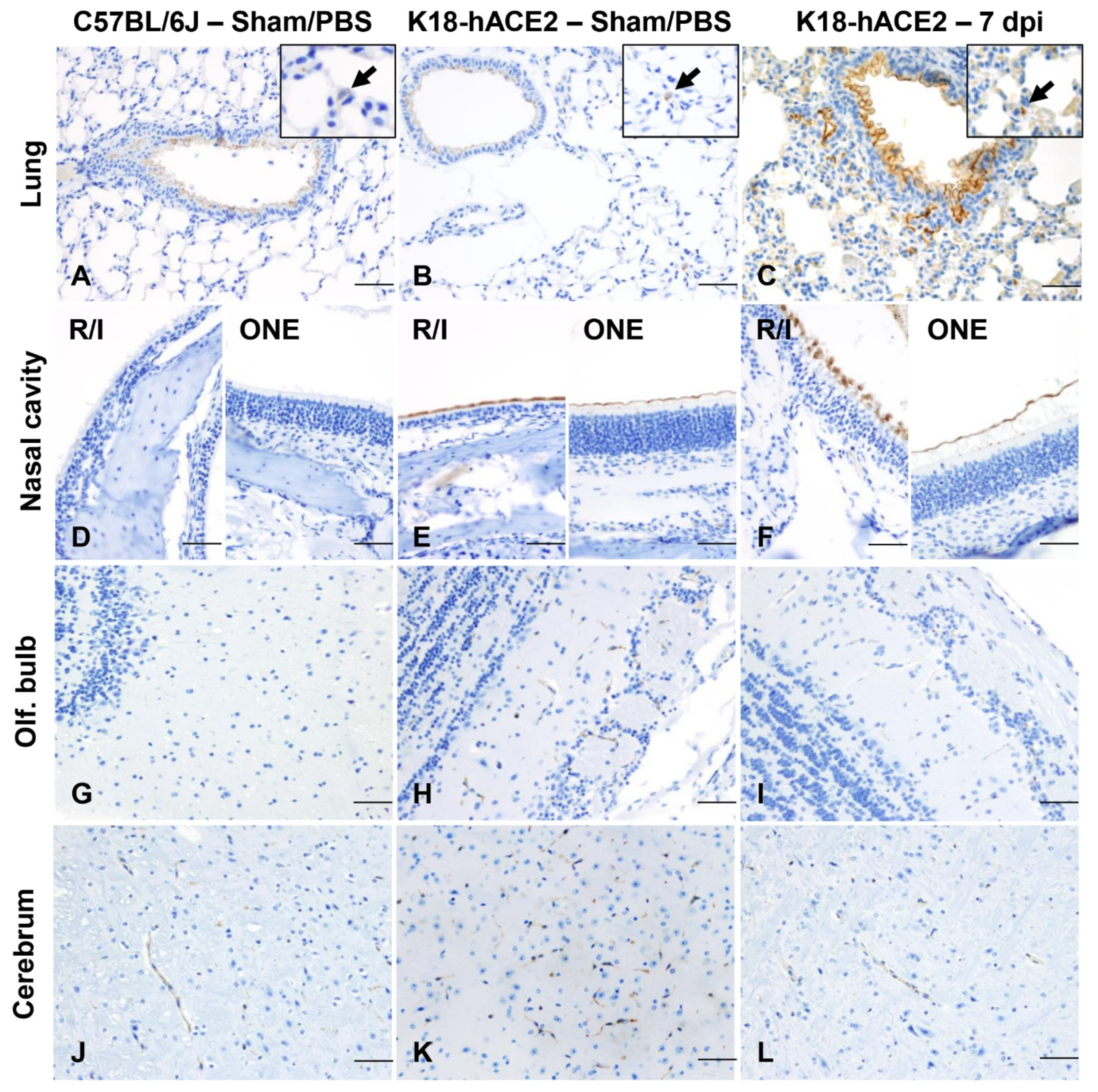 Viruses 14 00535 g009 550
