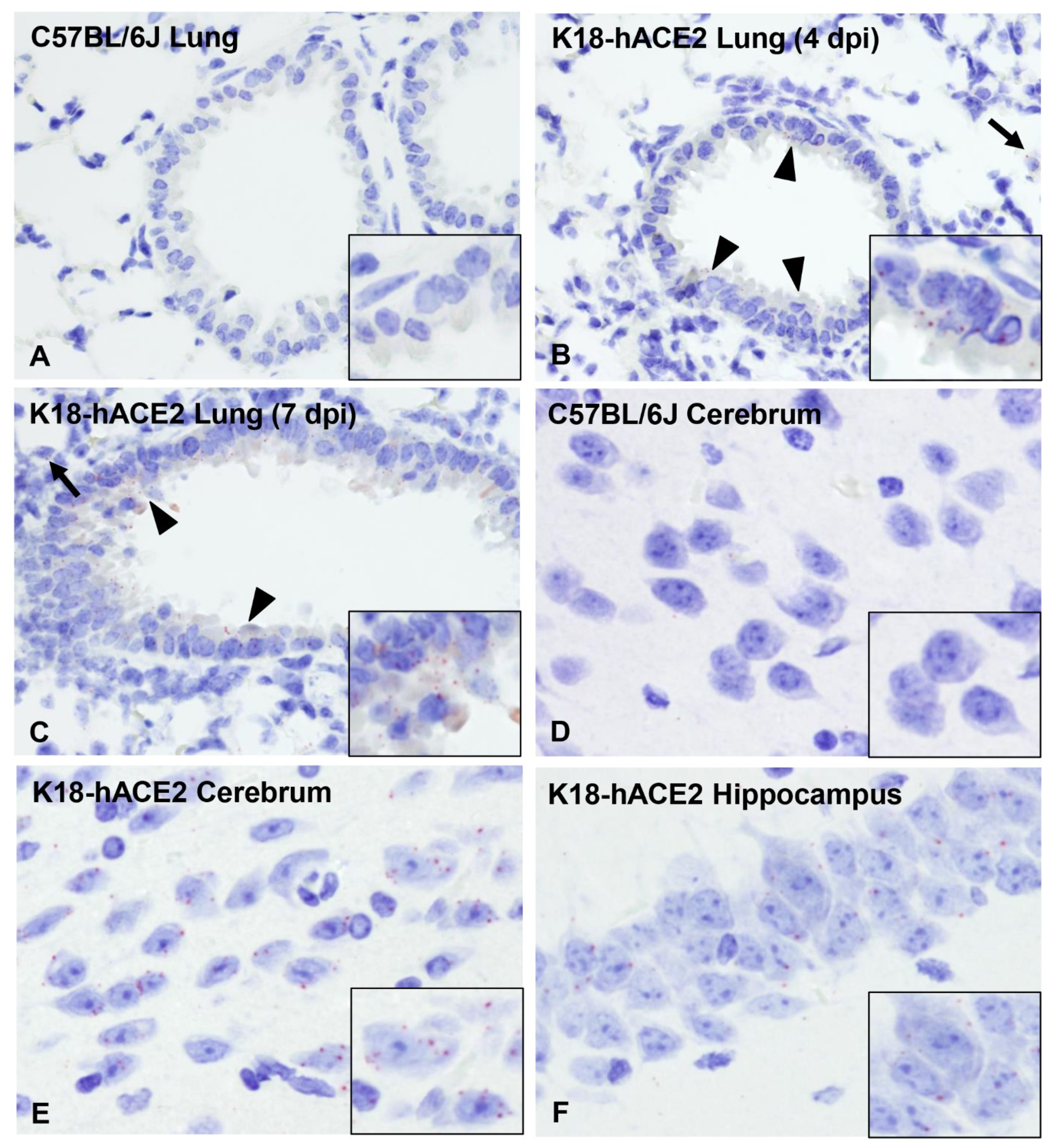 Viruses 14 00535 g010 550