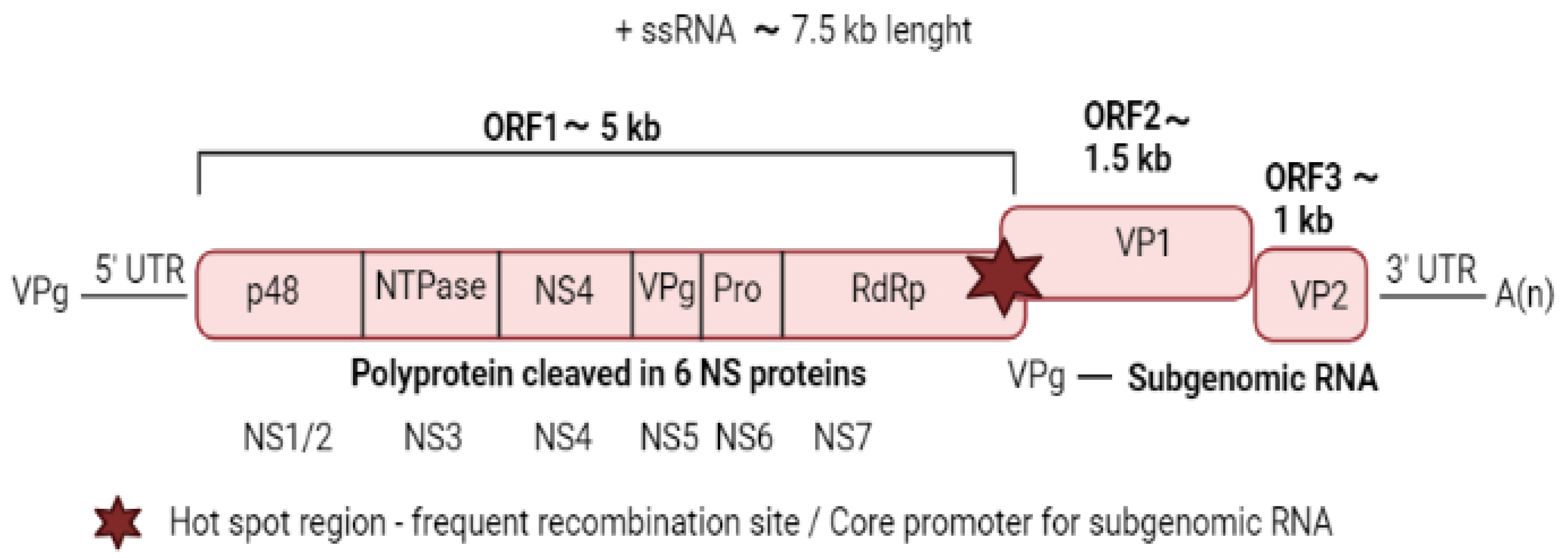 Viruses 14 00537 g001 Viruses 14 00537 g001