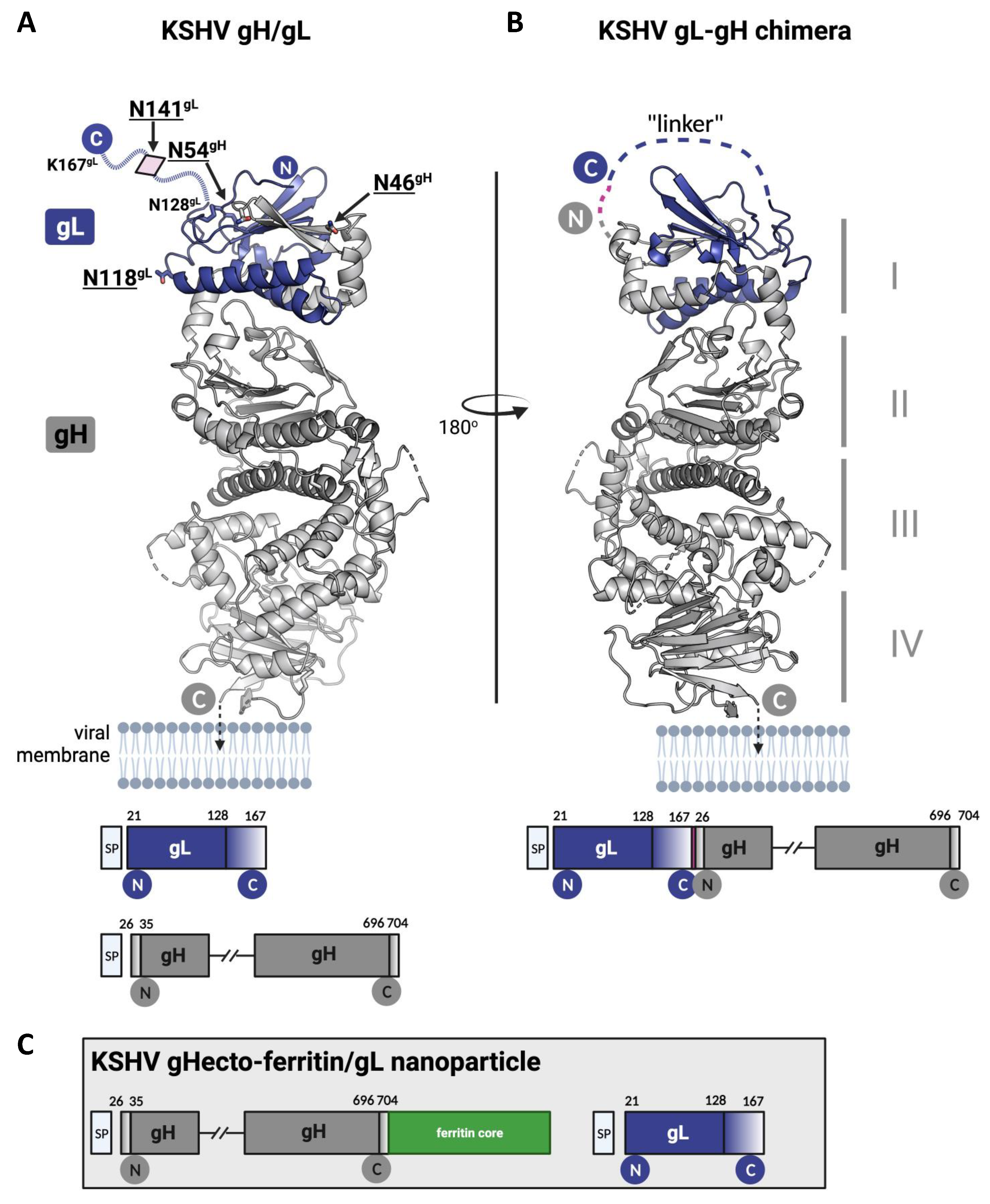 Viruses 14 00541 g001 Viruses 14 00541 g001
