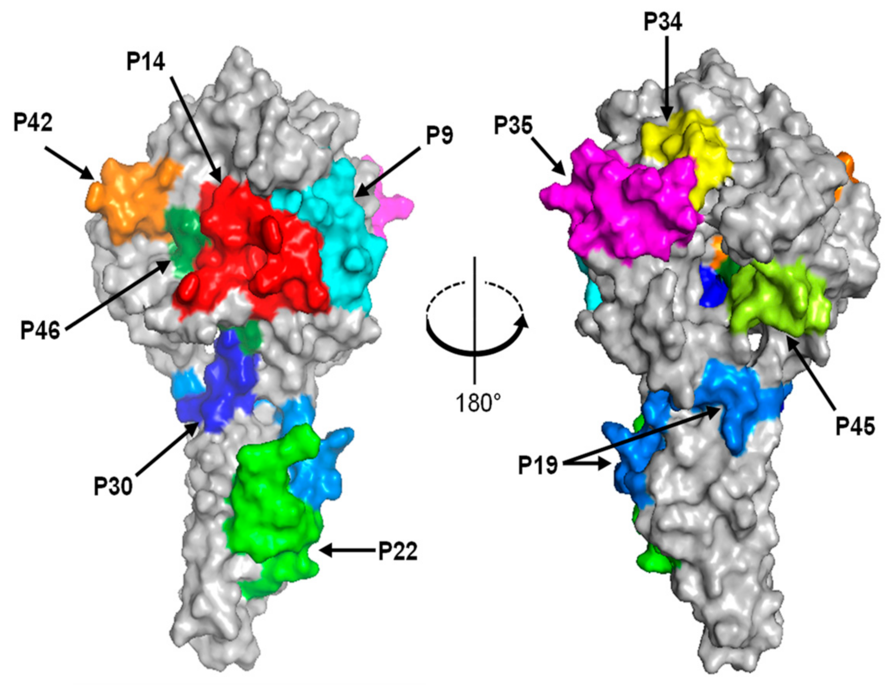 Viruses 14 00544 g003