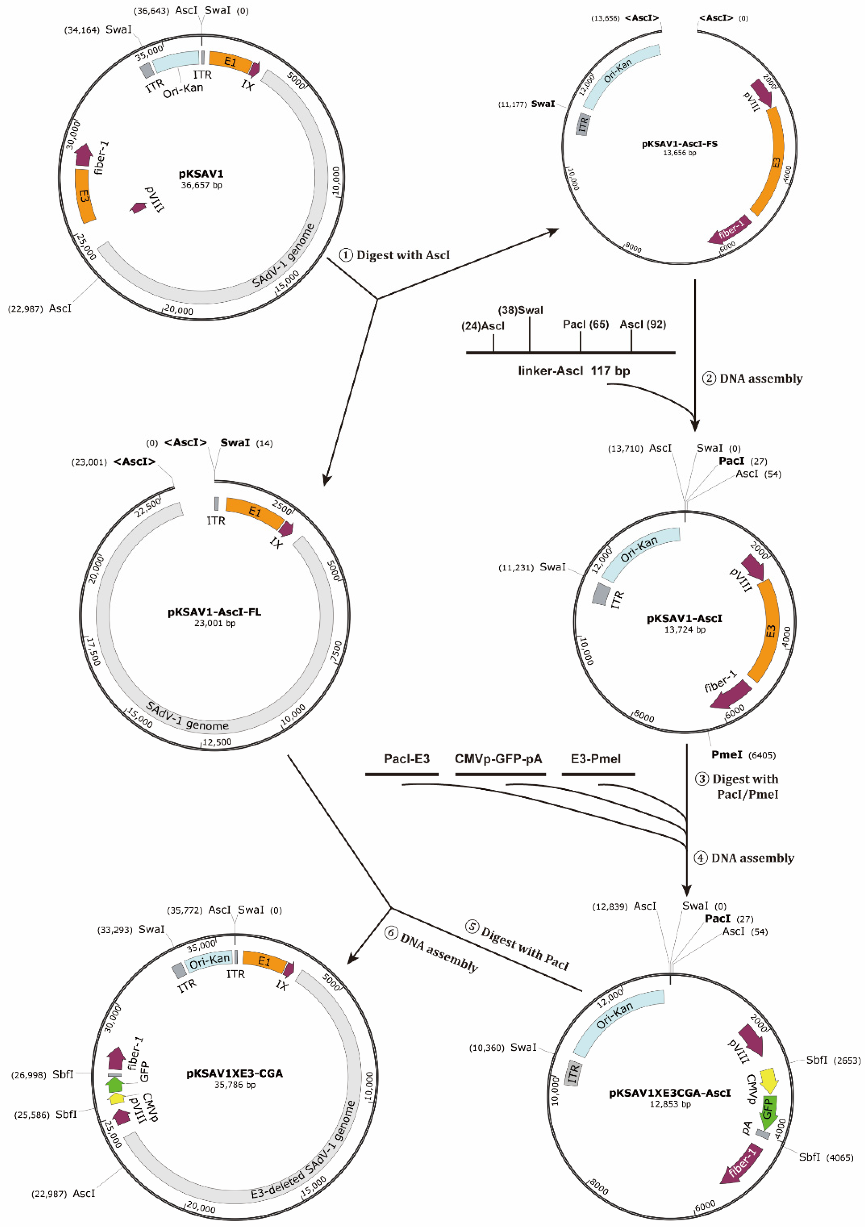 Viruses 14 00546 g002