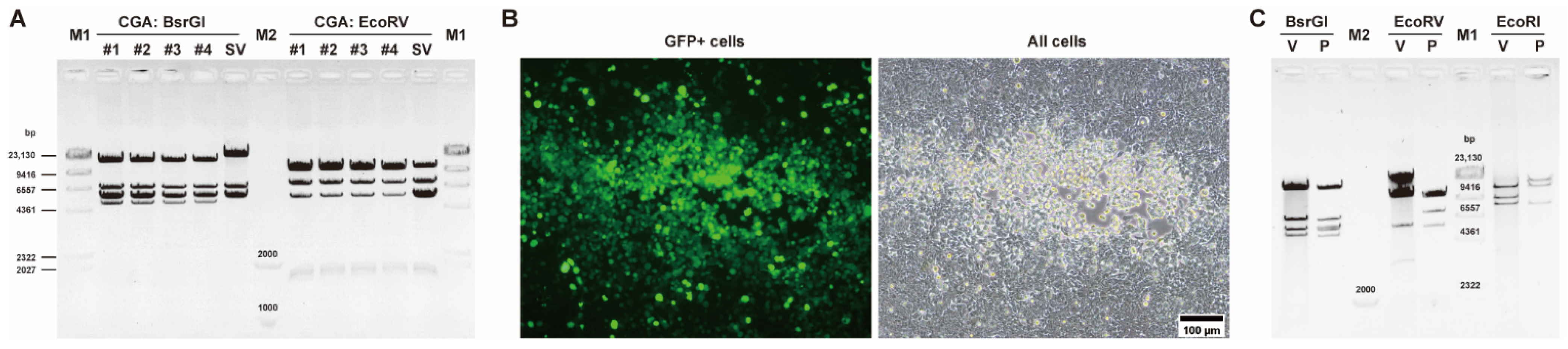 Viruses 14 00546 g003