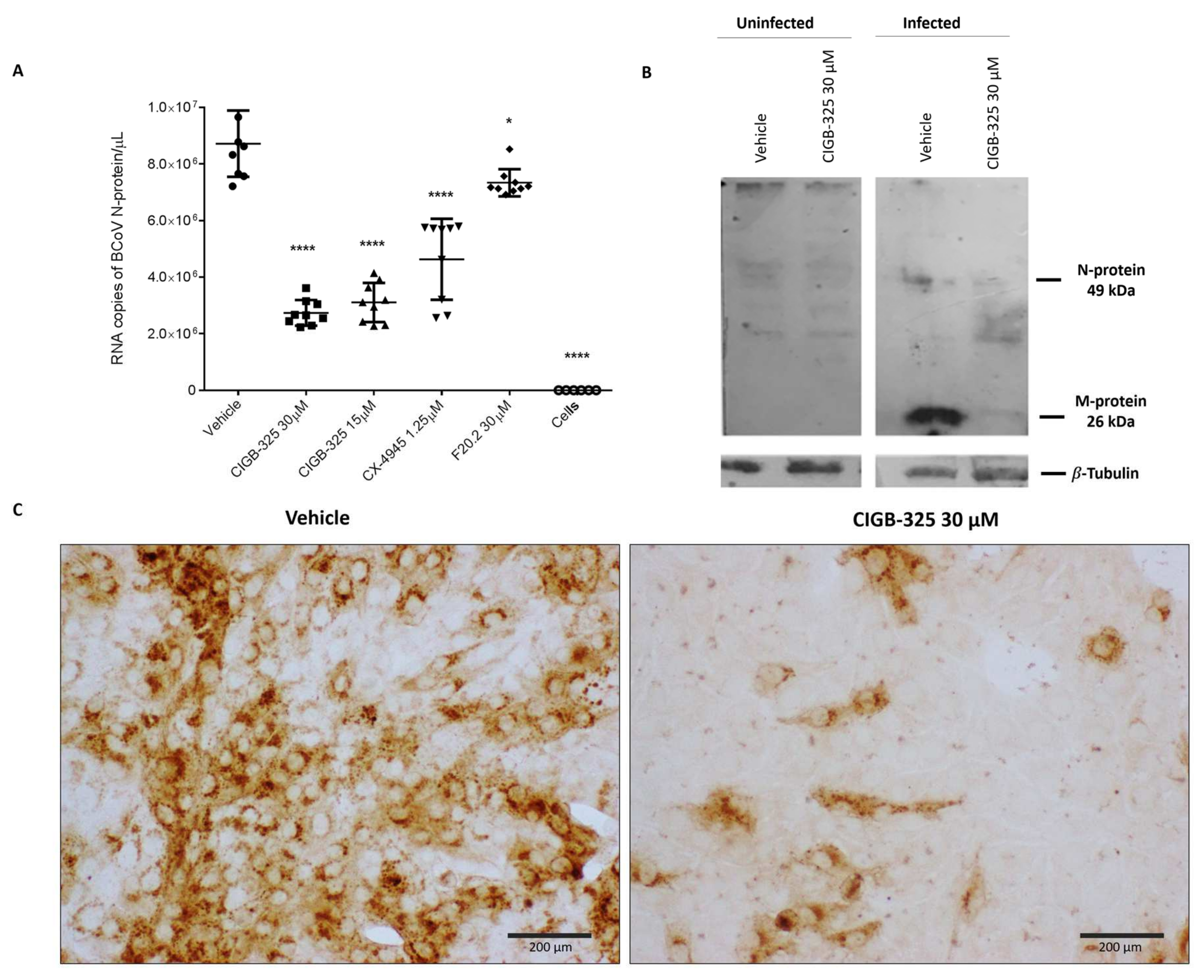 Viruses 14 00552 g002 Viruses 14 00552 g002