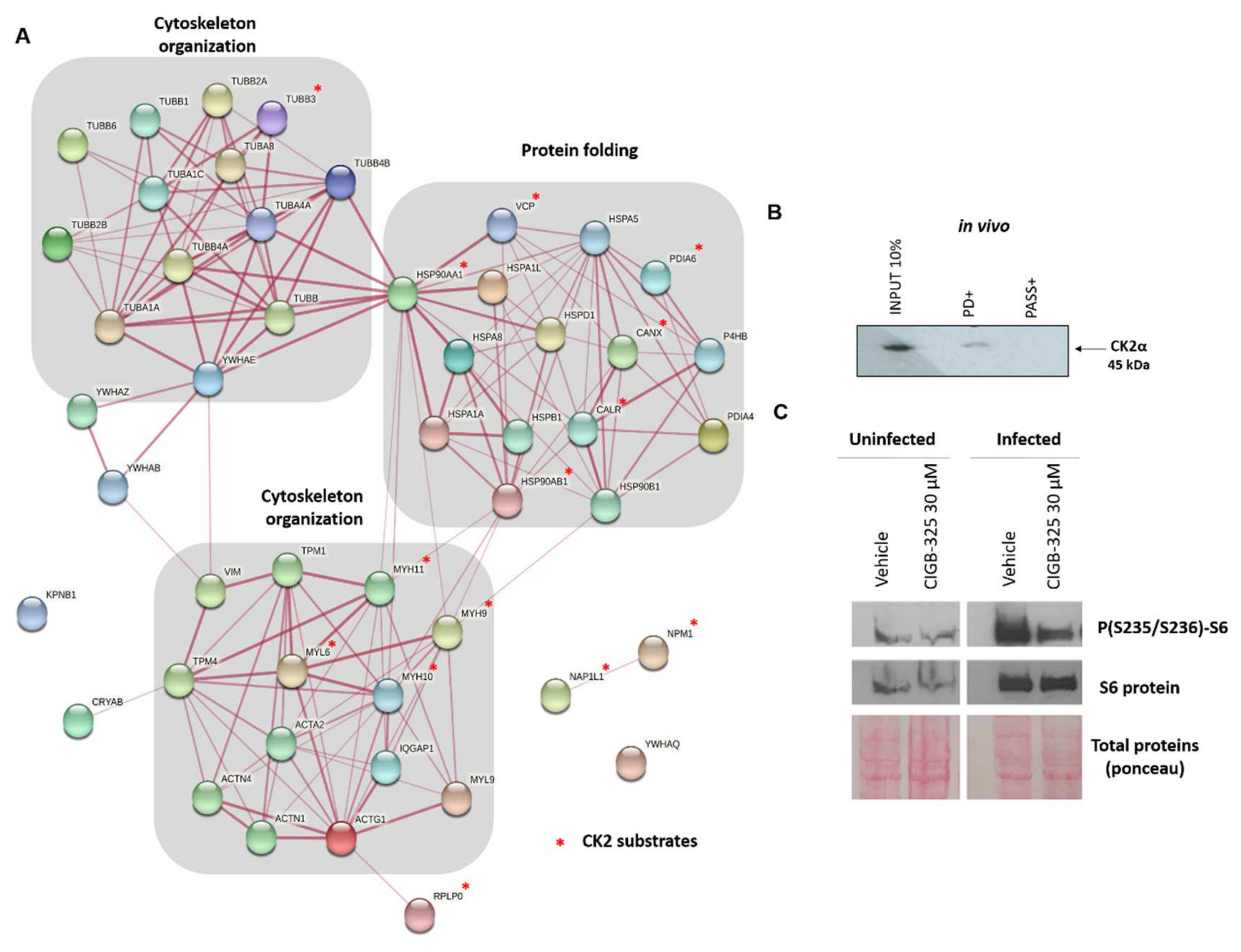 Viruses 14 00552 g004 Viruses 14 00552 g004