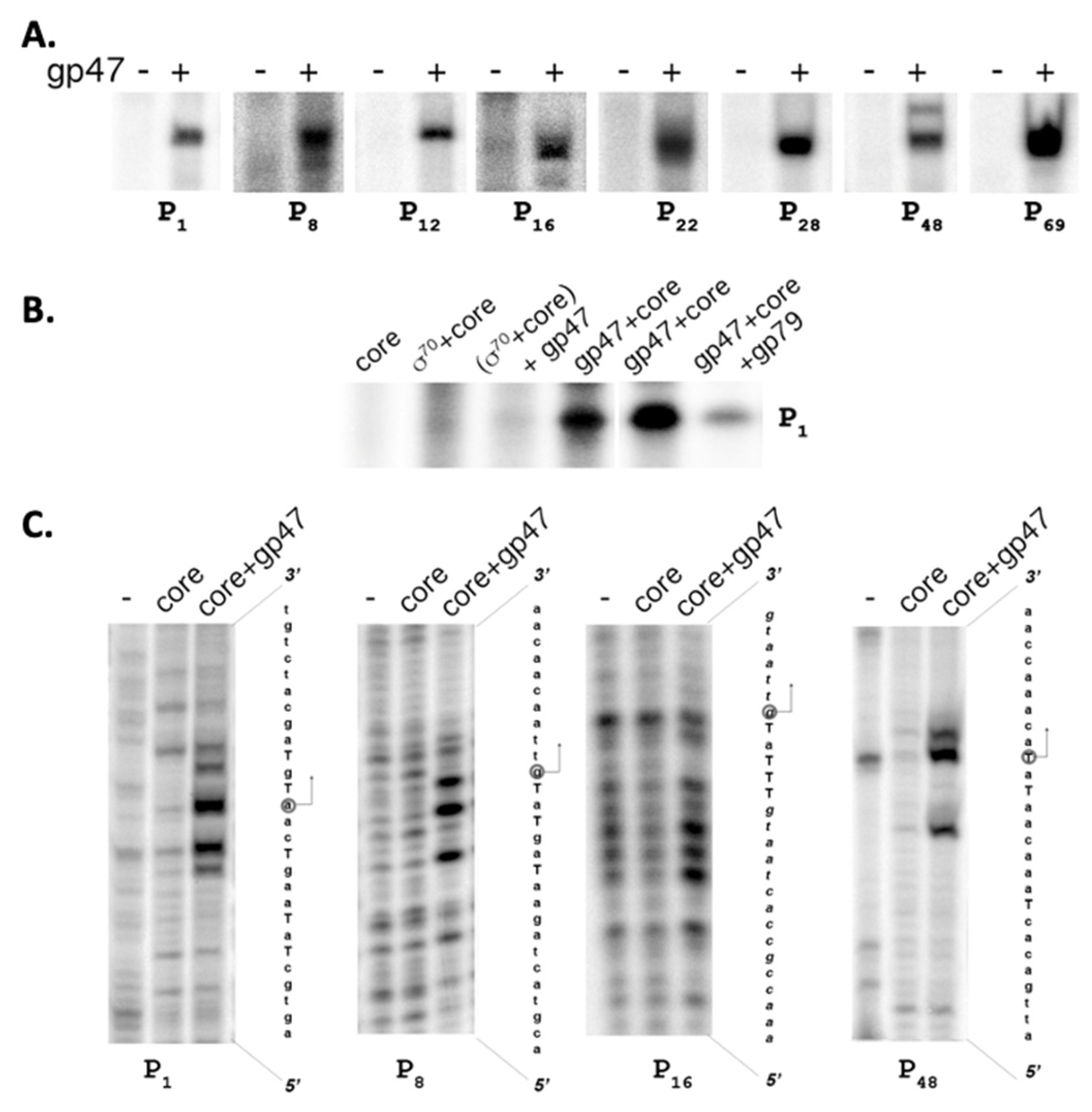 Viruses 14 00555 g003