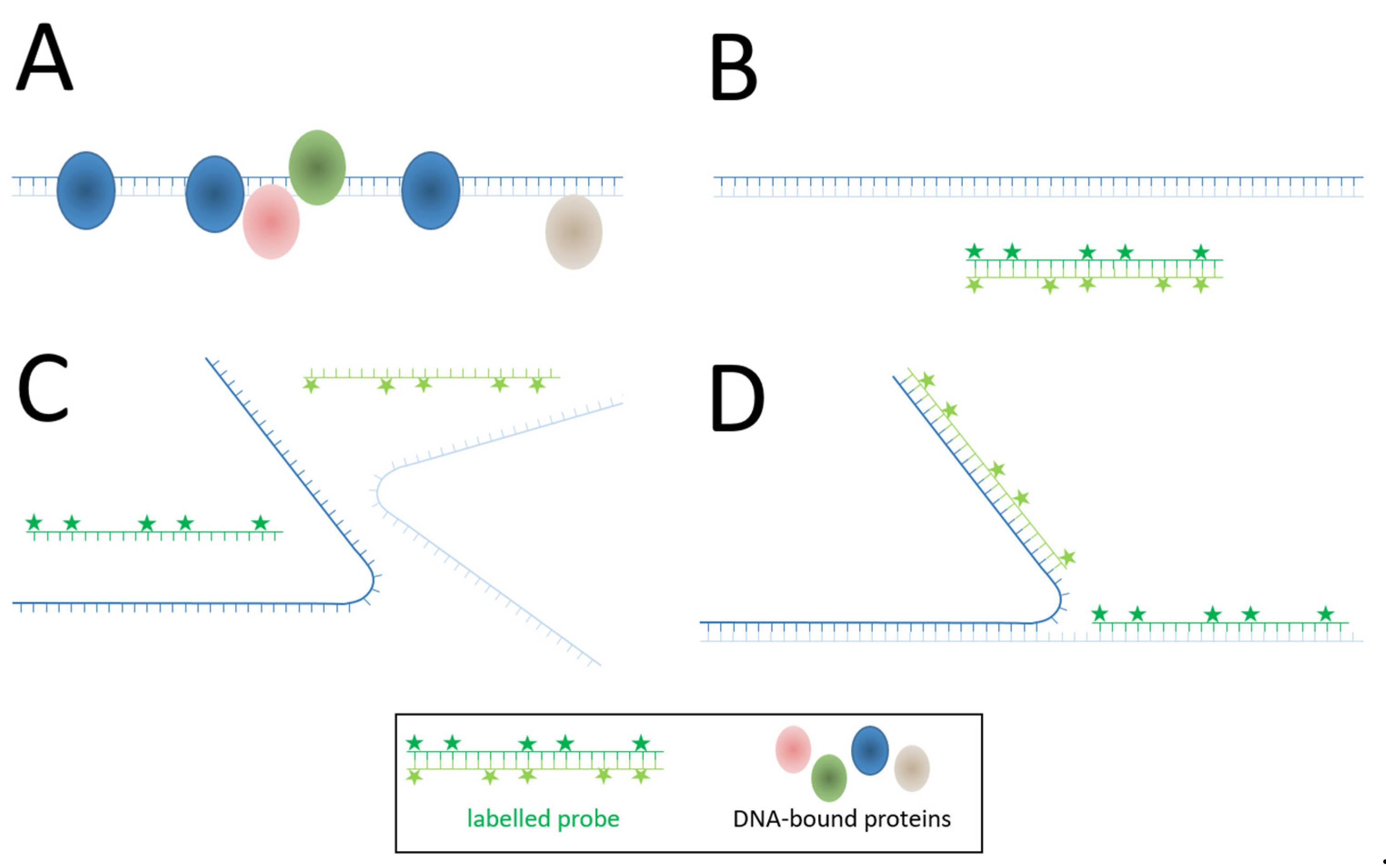 Viruses 14 00557 g001 Viruses 14 00557 g001