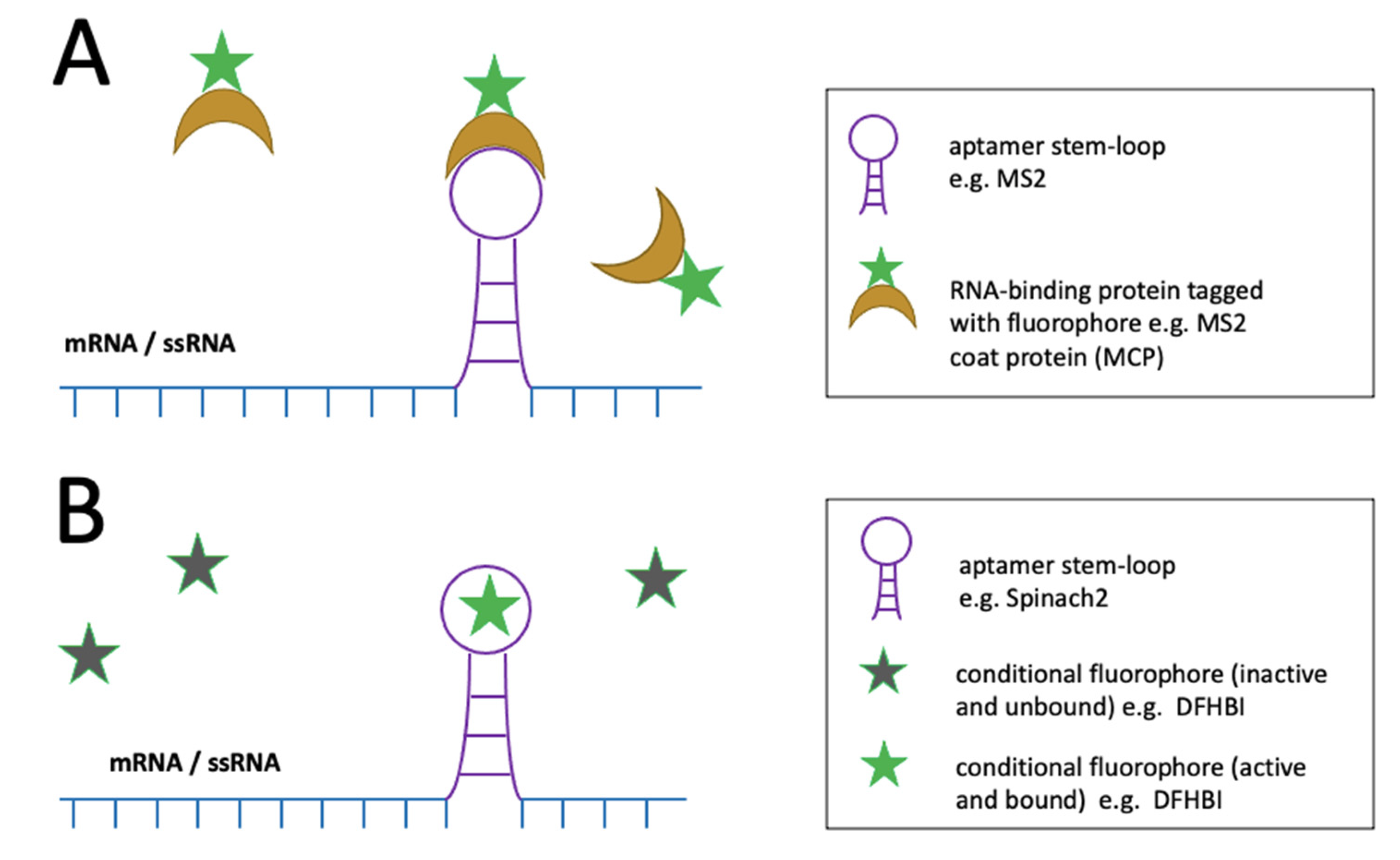 Viruses 14 00557 g006 Viruses 14 00557 g006
