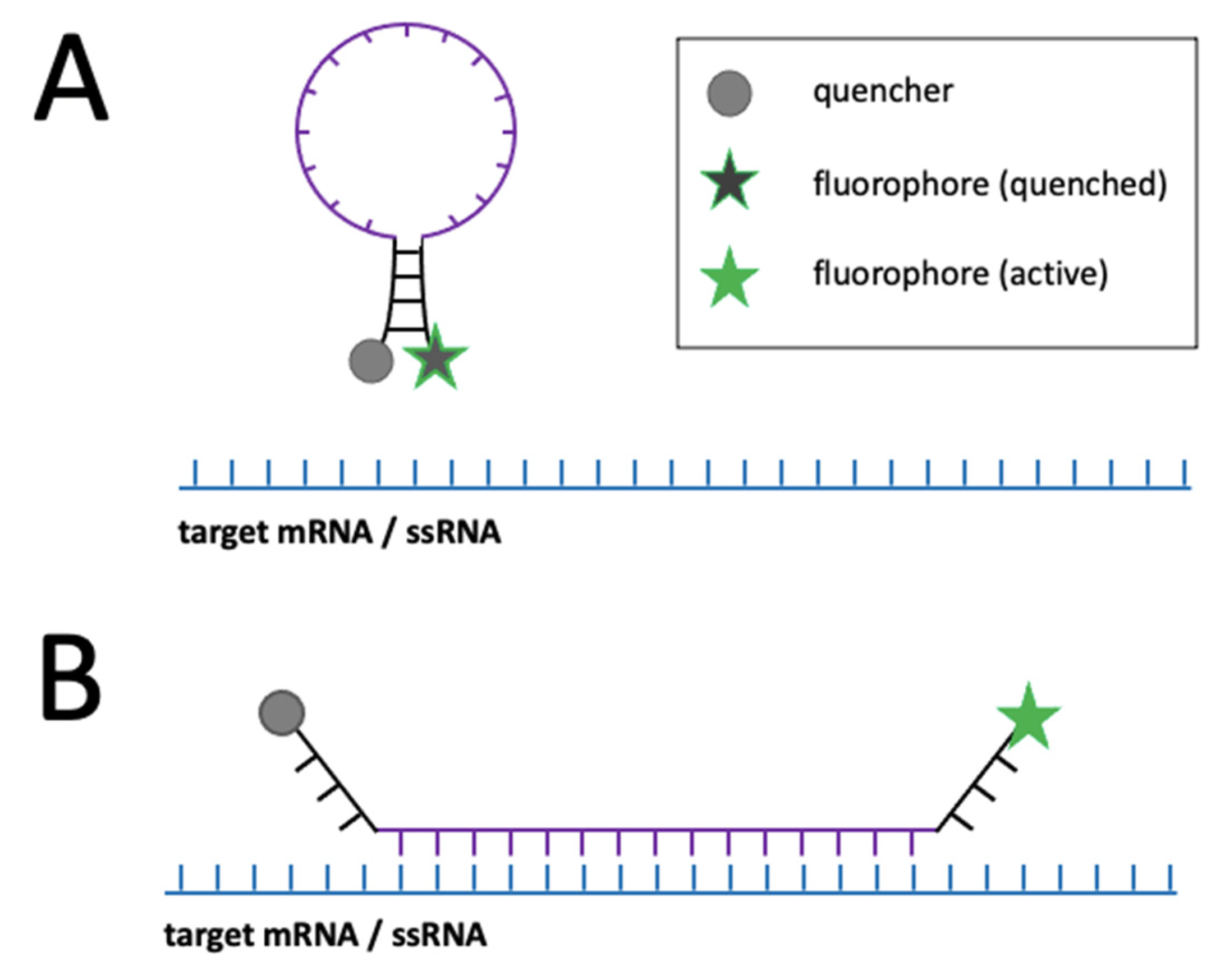 Viruses 14 00557 g007 Viruses 14 00557 g007