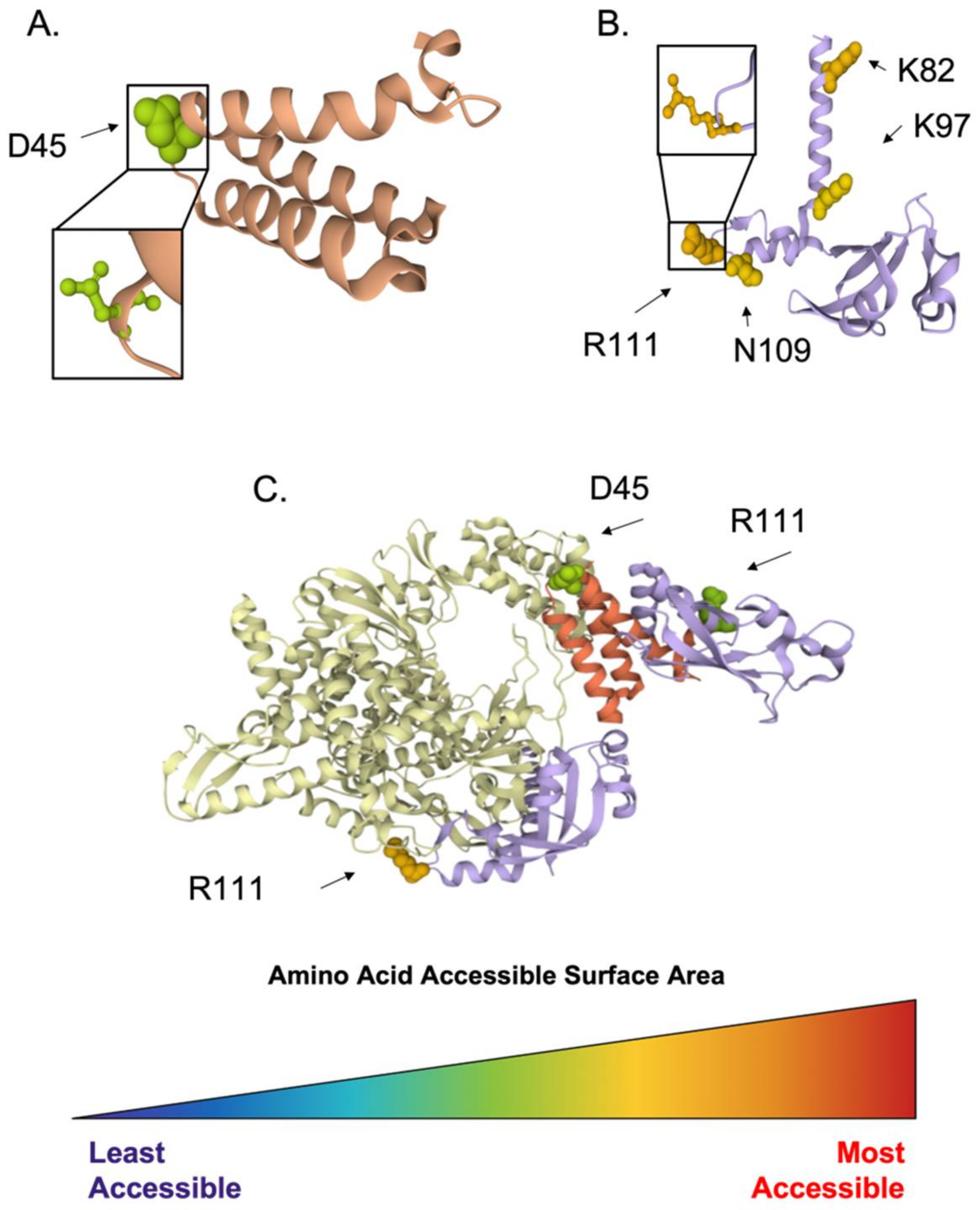 Viruses 14 00563 g006 Viruses 14 00563 g006